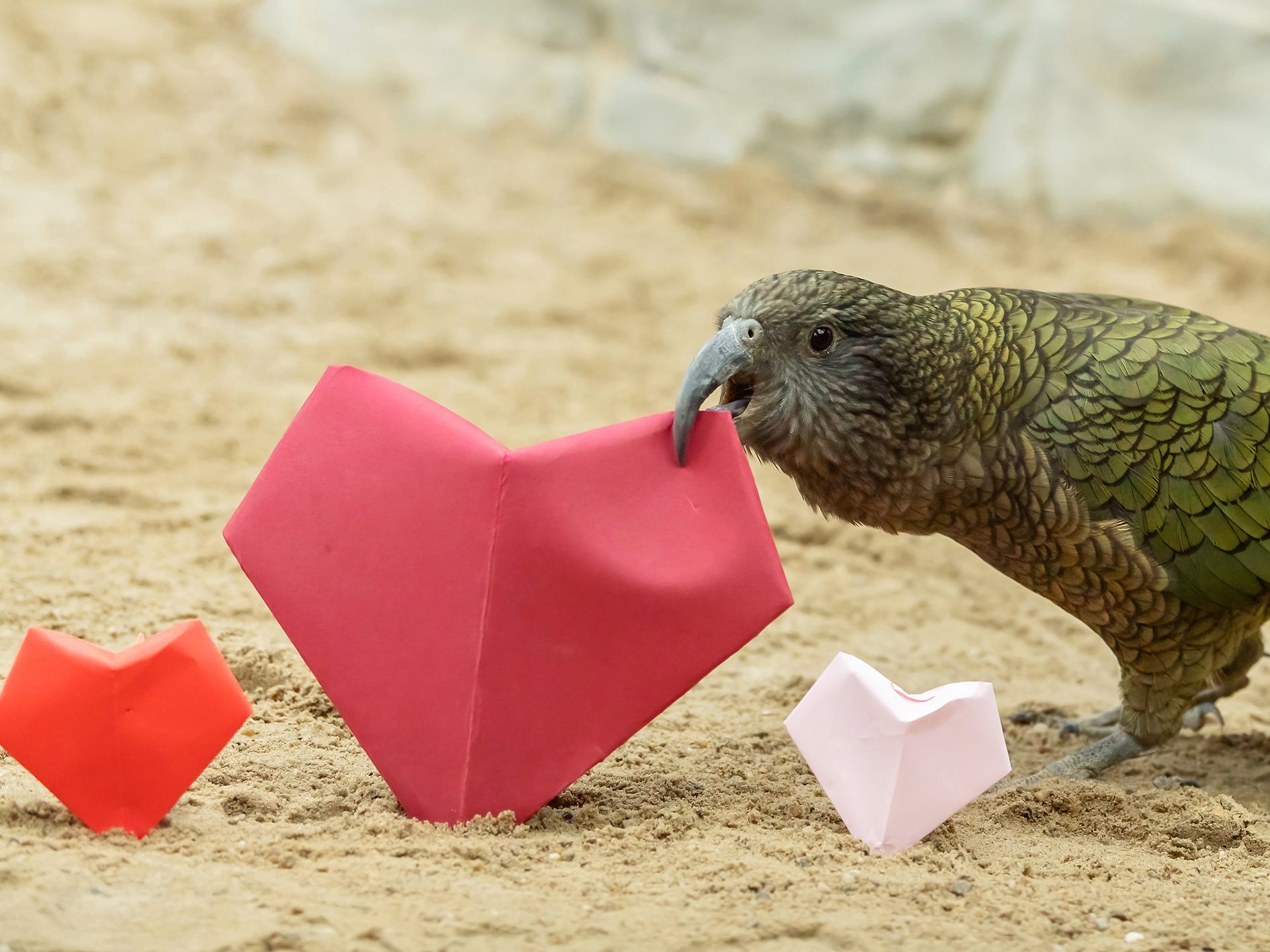 Die Keas im Tiergarten Schönbrunn feierten den Valentinstag mit Papierherzen. Die Keas im Tiergarten Schönbrunn feierten den Valentinstag mit Papierherzen.
