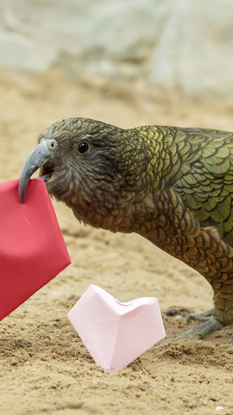 Die Keas im Tiergarten Schönbrunn feierten den Valentinstag mit Papierherzen.