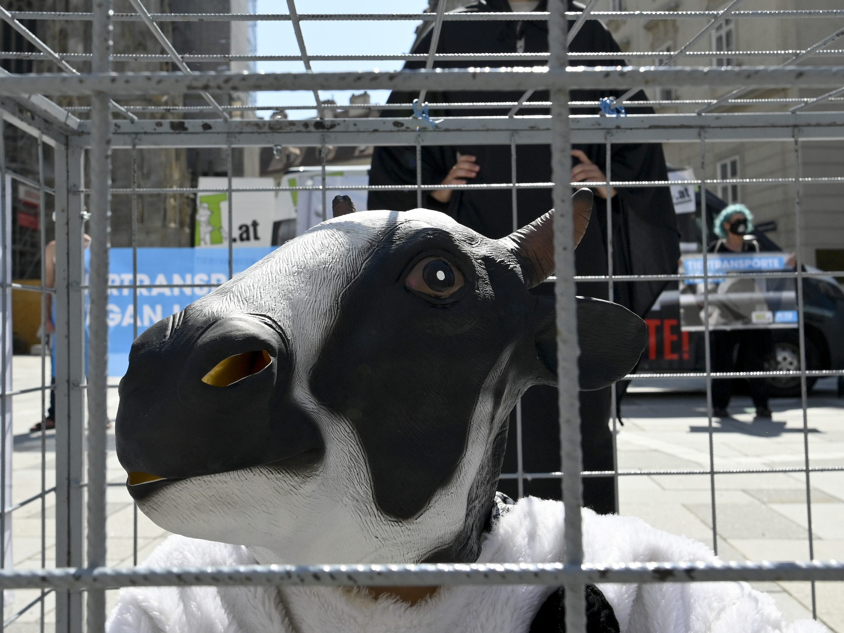 VGT (Verein gegen Tierfabriken) und PETA veranstalteten im Juni 2021 eine Protestaktion gegen Tiertransporte. Ein von FPÖ-Landesrat Waldhäusl initiiertes Volksbegehren gegen Tiertransporte hat bereits 275.000 Unterschriften. VGT (Verein gegen Tierfabriken) und PETA veranstalteten im Juni 2021 eine Protestaktion gegen Tiertransporte. Ein von FPÖ-Landesrat Waldhäusl initiiertes Volksbegehren gegen Tiertransporte hat bereits 275.000 Unterschriften.