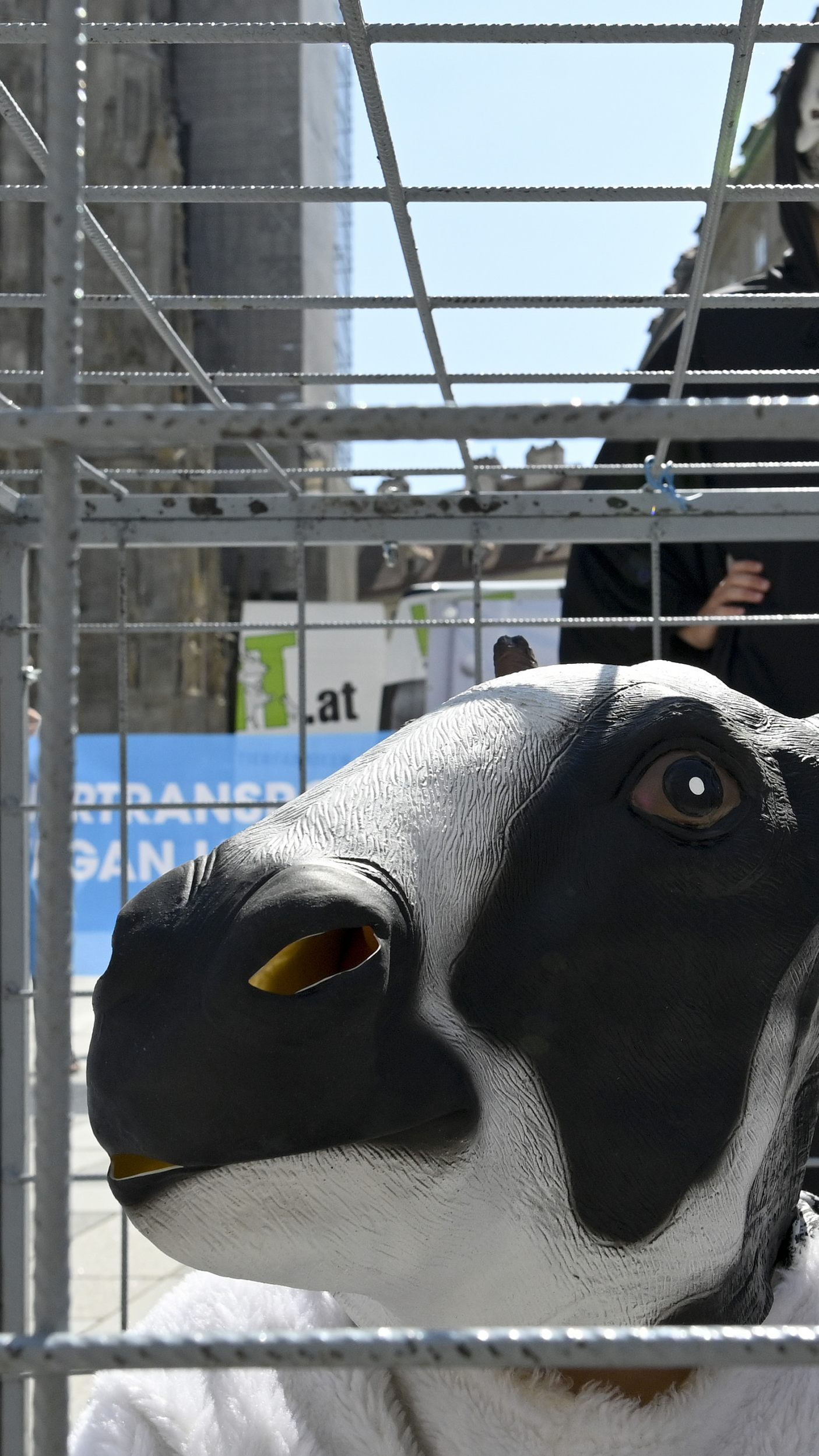 VGT (Verein gegen Tierfabriken) und PETA veranstalteten im Juni 2021 eine Protestaktion gegen Tiertransporte. Ein von FPÖ-Landesrat Waldhäusl initiiertes Volksbegehren gegen Tiertransporte hat bereits 275.000 Unterschriften.