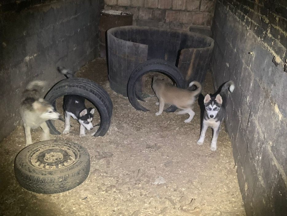 Eine 31-Jährige wurde wegen Tierquälerei festgenommen. Sie soll zahlreiche Tiere in einem alten Presshaus im Bezirk Hollabrunn und in einem Wohnobjekt in Strasshof a. d. Nordbahn (Bezirk Gänserndorf) unter unwürdigen Bedingungen gehalten haben. Eine 31-Jährige wurde wegen Tierquälerei festgenommen. Sie soll zahlreiche Tiere in einem alten Presshaus im Bezirk Hollabrunn und in einem Wohnobjekt in Strasshof a. d. Nordbahn (Bezirk Gänserndorf) unter unwürdigen Bedingungen gehalten haben.