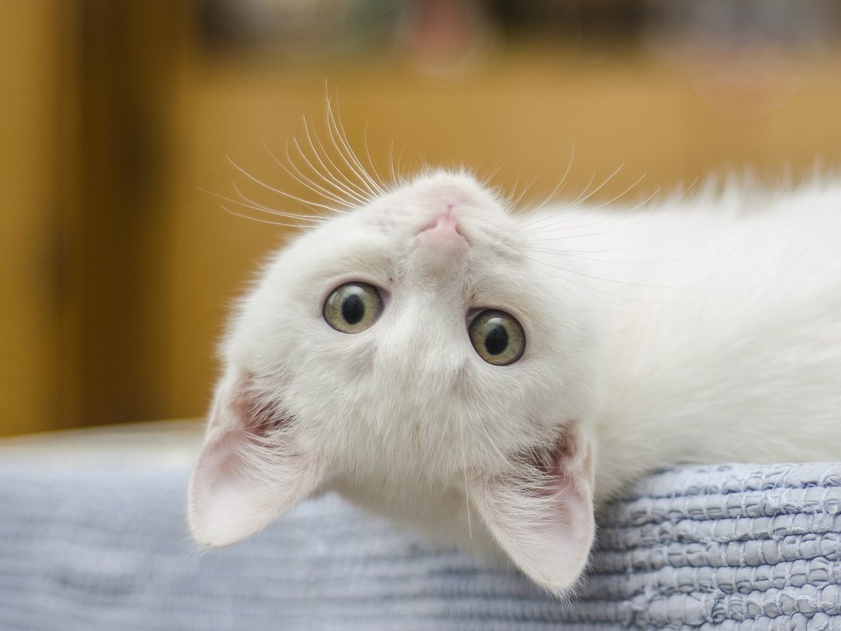 Katzen und Hunde stellen allein daheim durchaus einiges Sehenswertes an. Katzen und Hunde stellen allein daheim durchaus einiges Sehenswertes an.