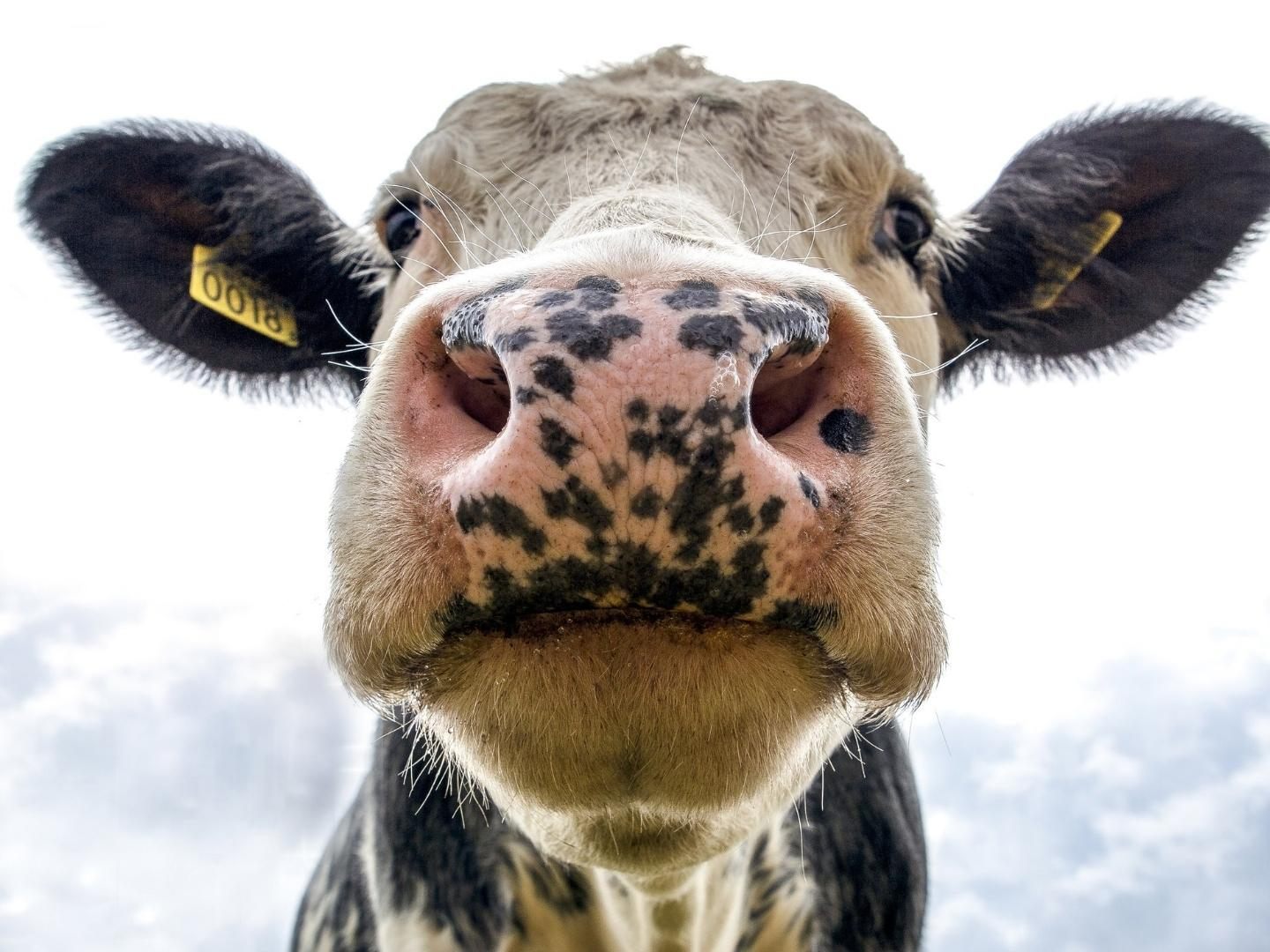 Zahl der Milchbauern in letzten zehn Jahren um ein Drittel gesunken Zahl der Milchbauern in letzten zehn Jahren um ein Drittel gesunken