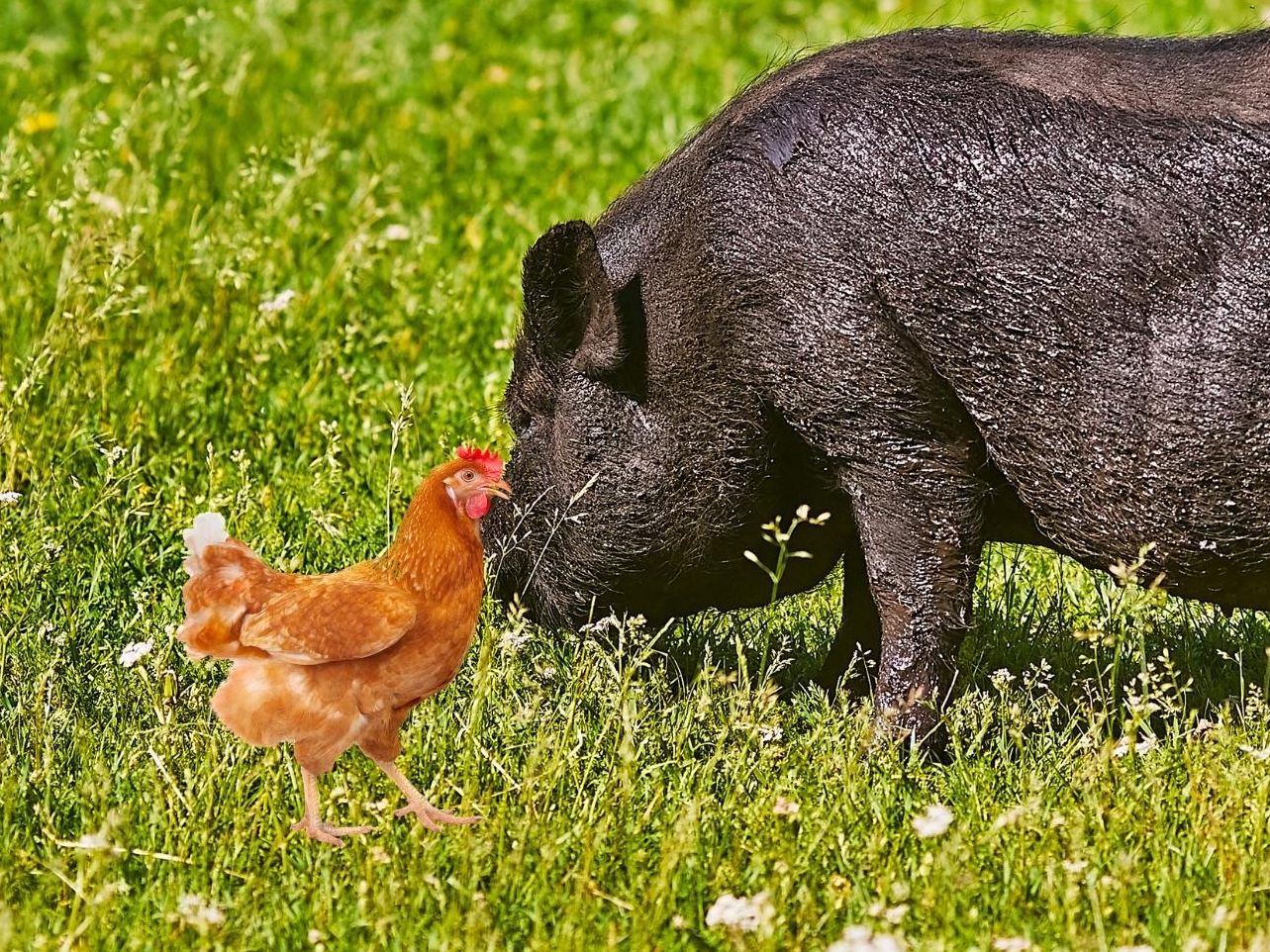 Tierisch beste Freunde