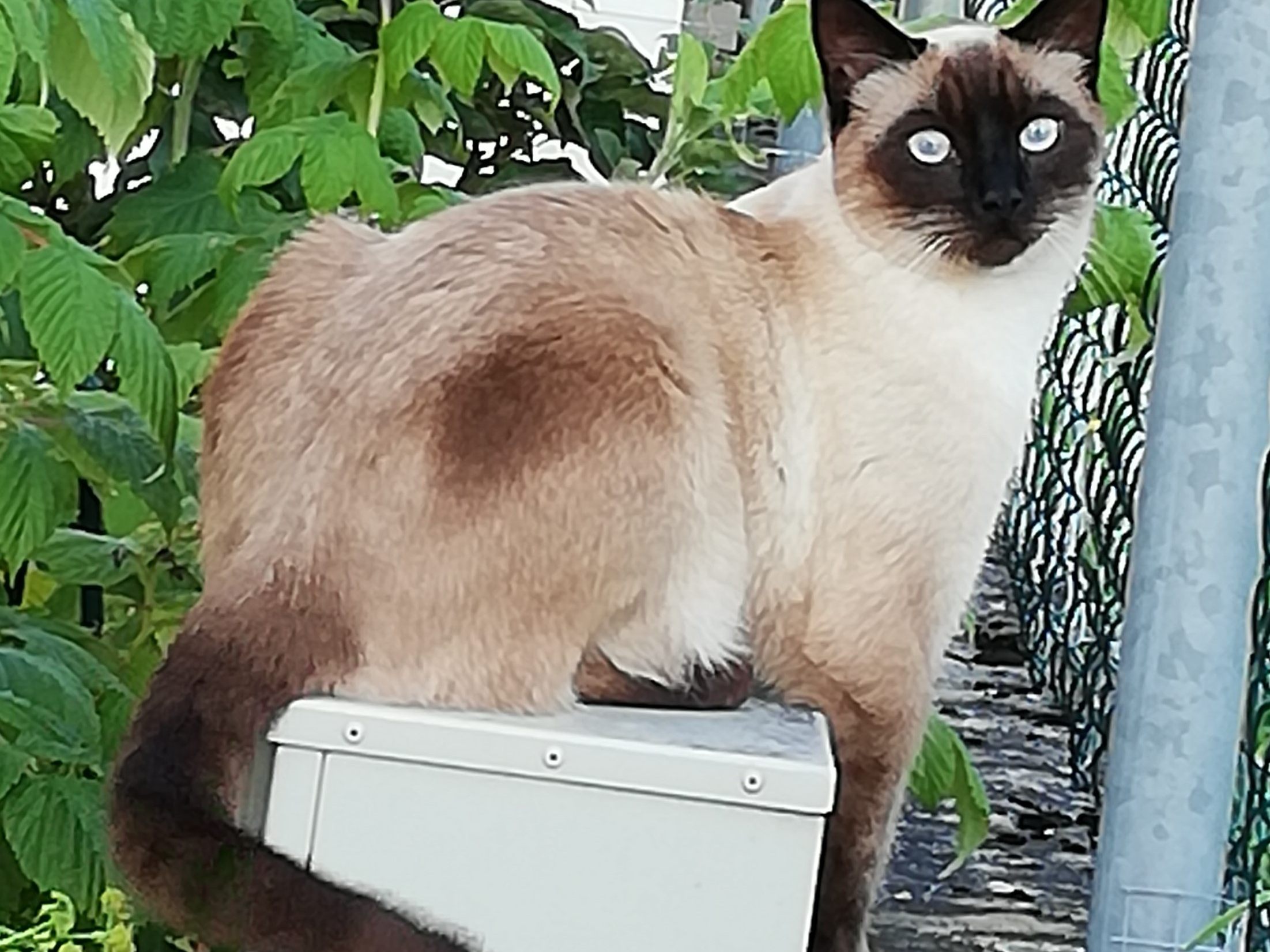 Merlin am Zaun zum Sportplatz