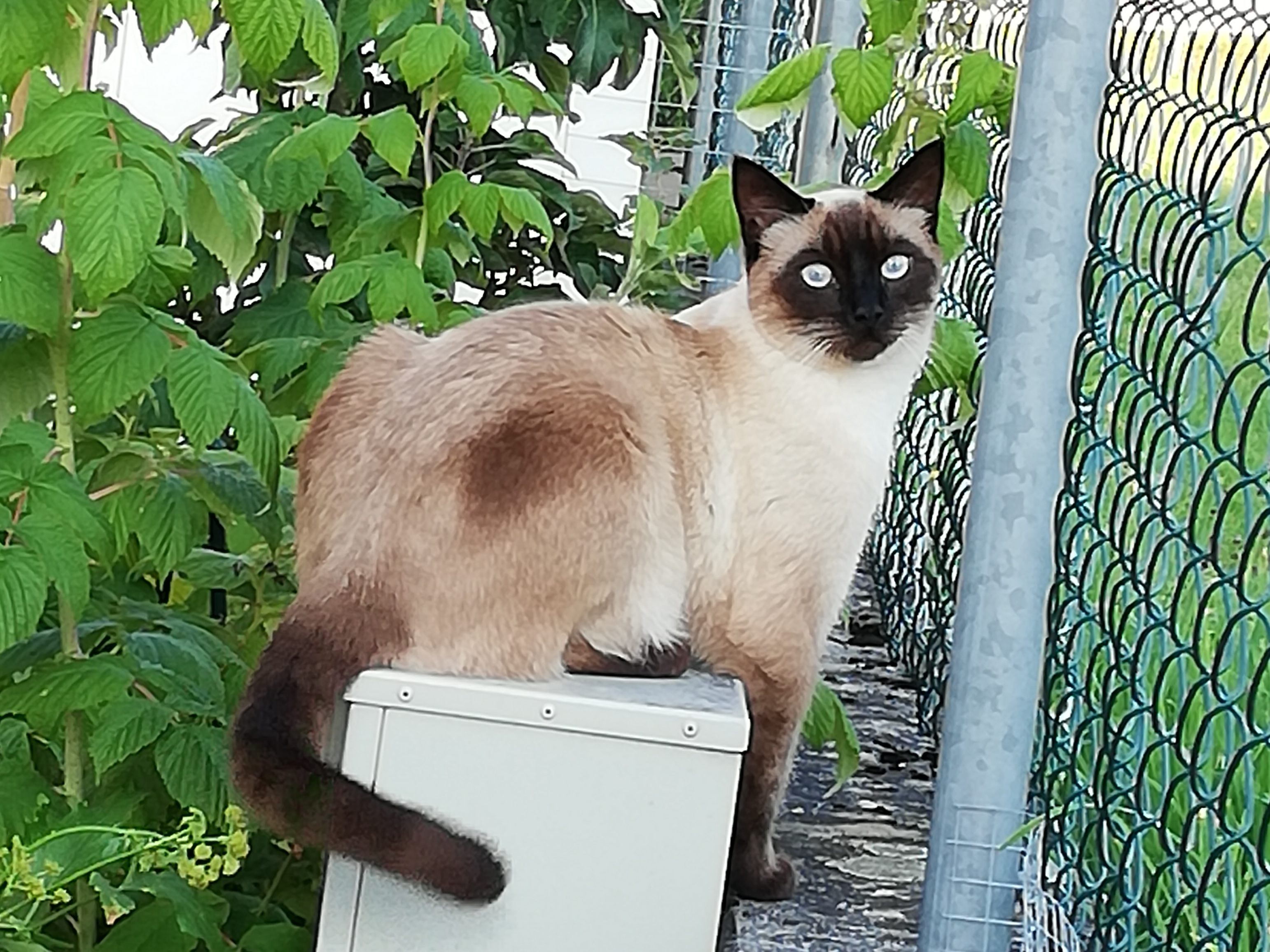 Merlin am Zaun zum Sportplatz