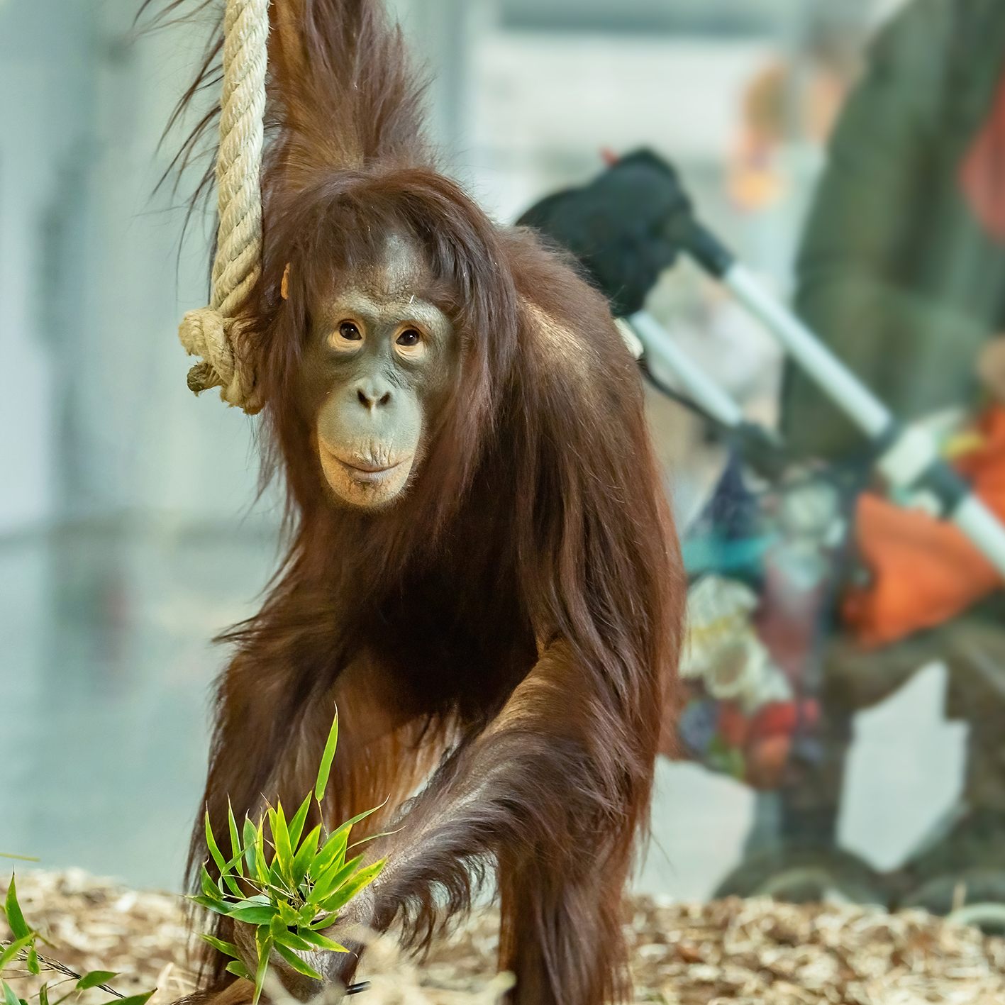 Normalerweise lockt der Tiergarten Schönbrunn sehr viel mehr Besucherinnen und Besucher an, als es pandemiebedingt möglich war