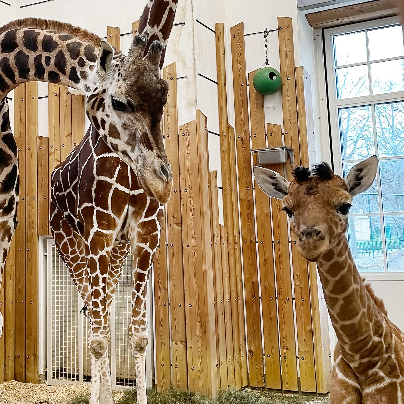 Giraffen-Mama Fleur säugt ihren Nachwuchs nicht, Pfleger füttern deswegen mit Kuhmilch zu.