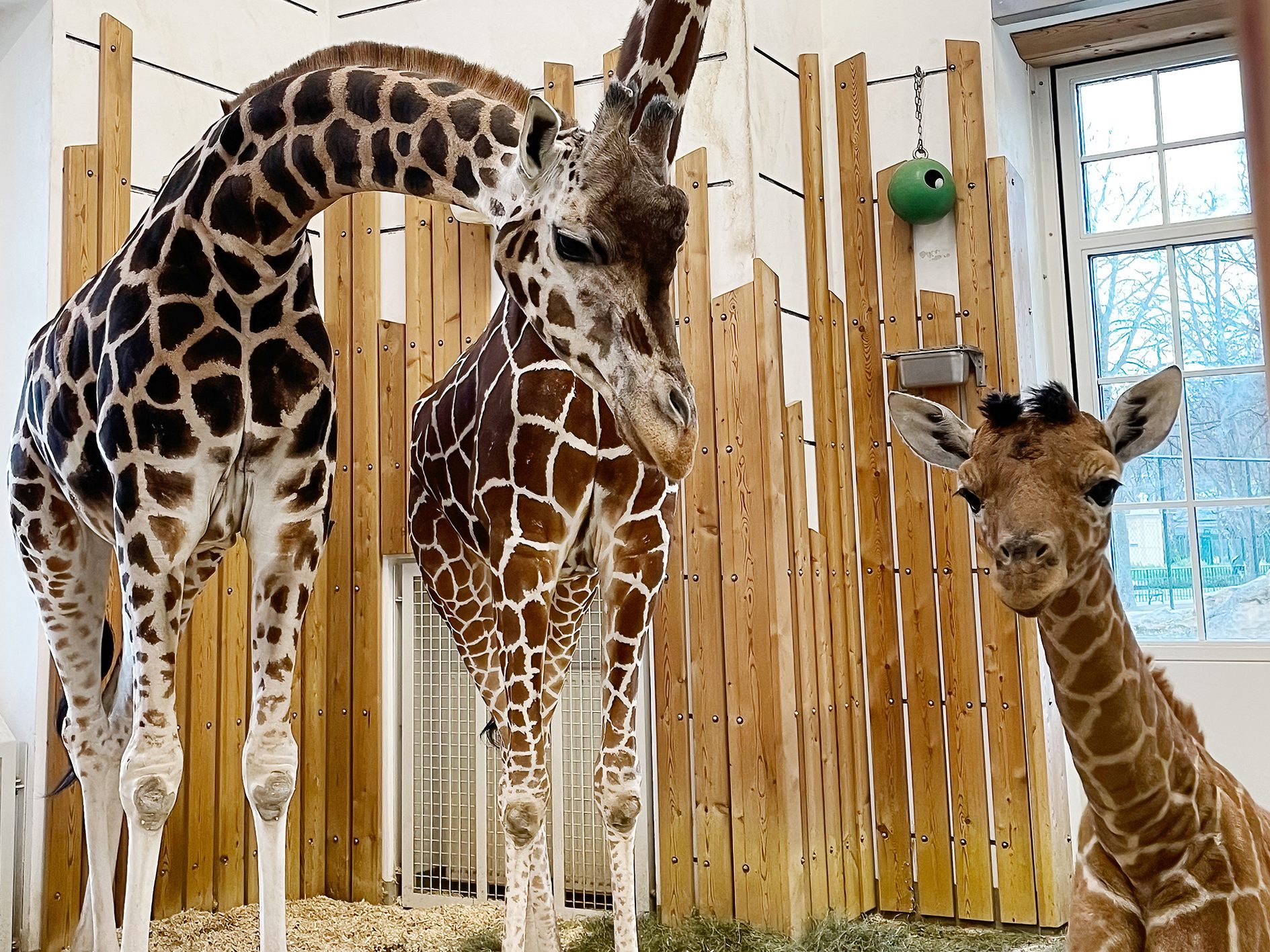 Giraffen-Mama Fleur säugt ihren Nachwuchs nicht, Pfleger füttern deswegen mit Kuhmilch zu. Giraffen-Mama Fleur säugt ihren Nachwuchs nicht, Pfleger füttern deswegen mit Kuhmilch zu.