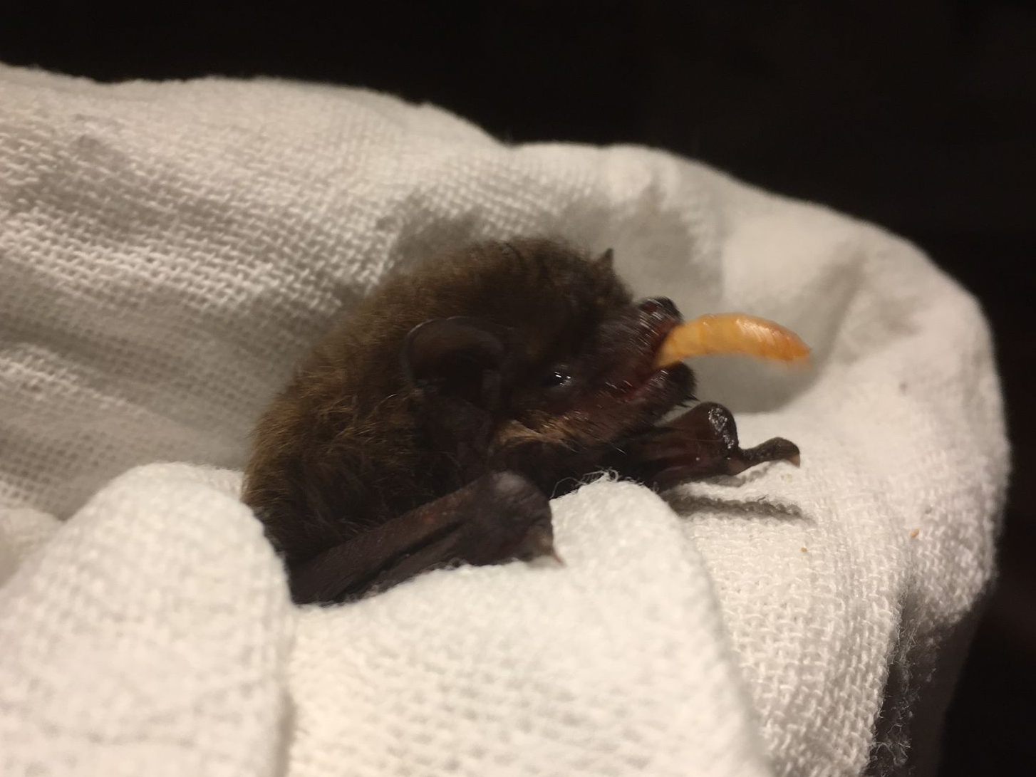 Dieses Rauhautfledermaus-Männchen wurde dehydriert gefunden und zum Tierschutzhaus Vösendorf gebracht. Dieses Rauhautfledermaus-Männchen wurde dehydriert gefunden und zum Tierschutzhaus Vösendorf gebracht.