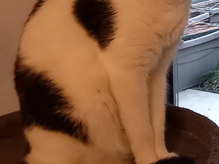 Napoleon