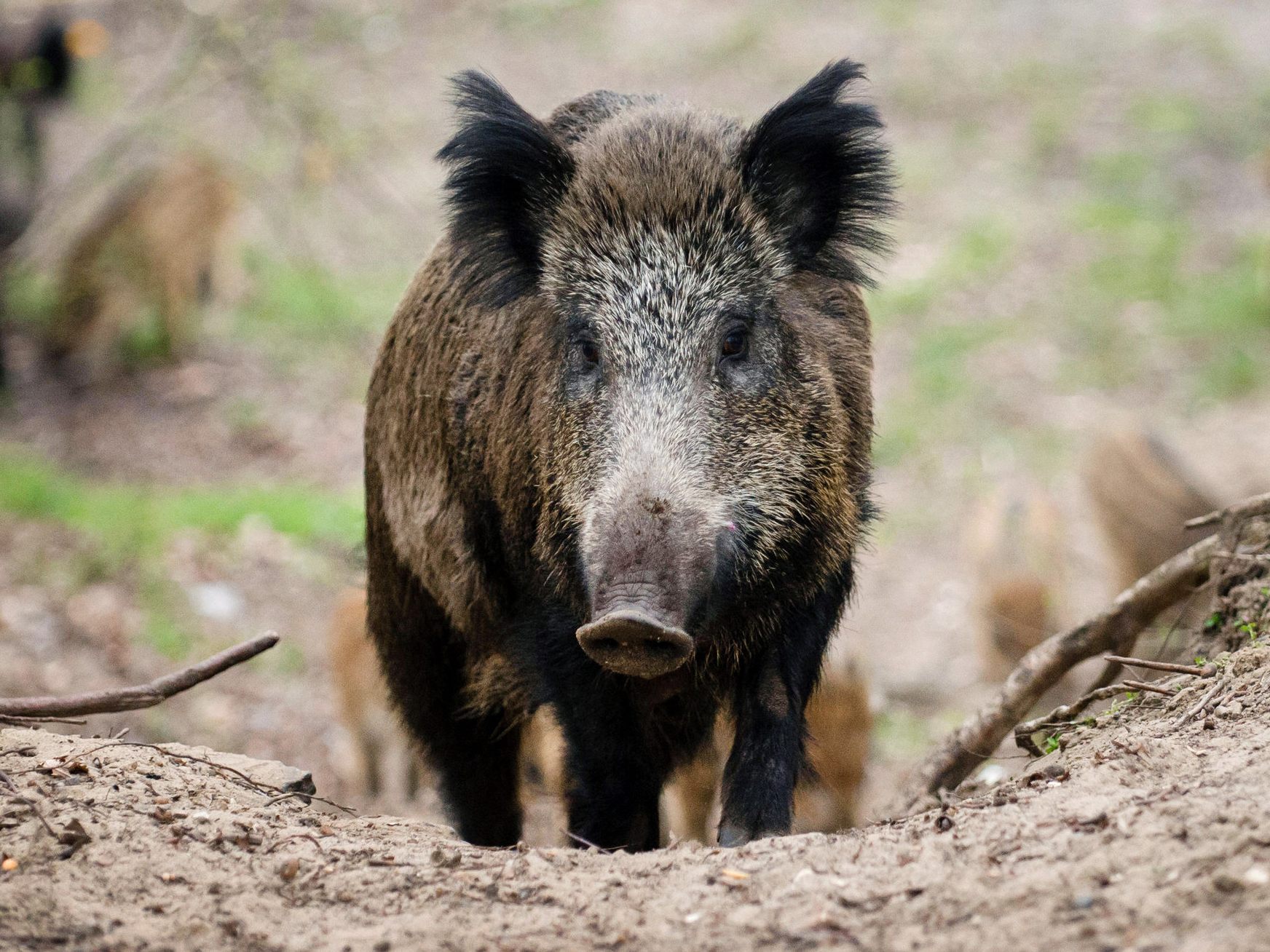 Ein Wildschwein hatte es sich auf dem Sofa gemütlich gemacht.