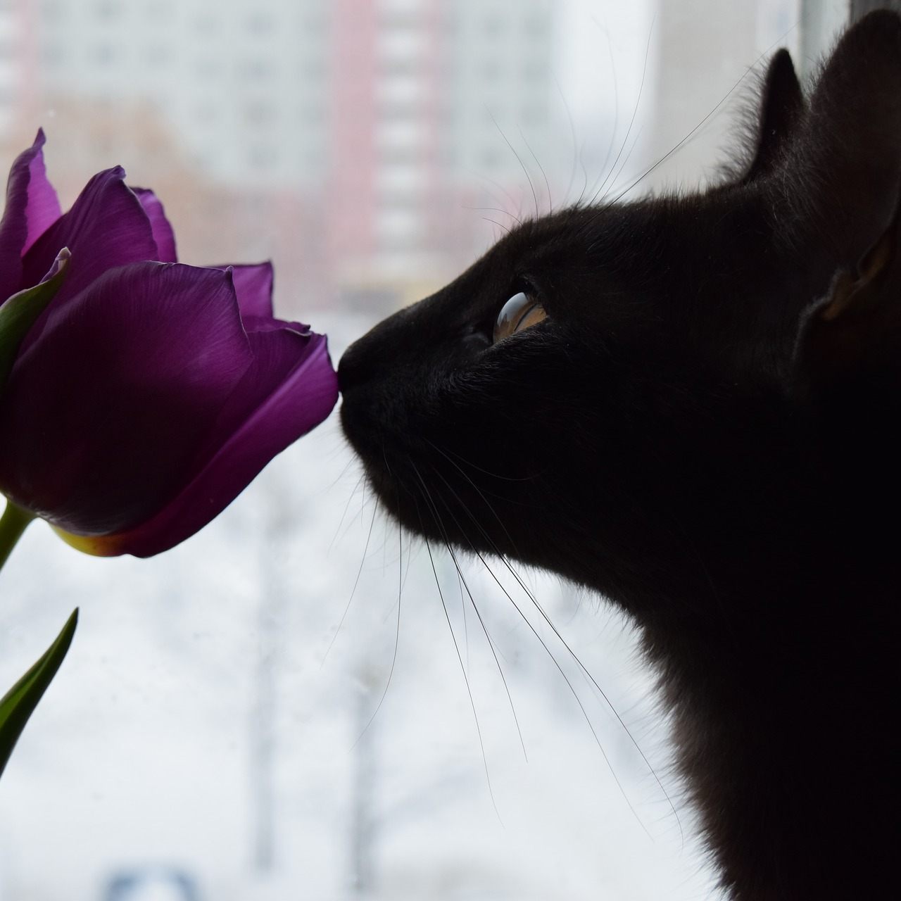 Tulpen sollten von Katzen und Hunden nicht angeknabbert werden.