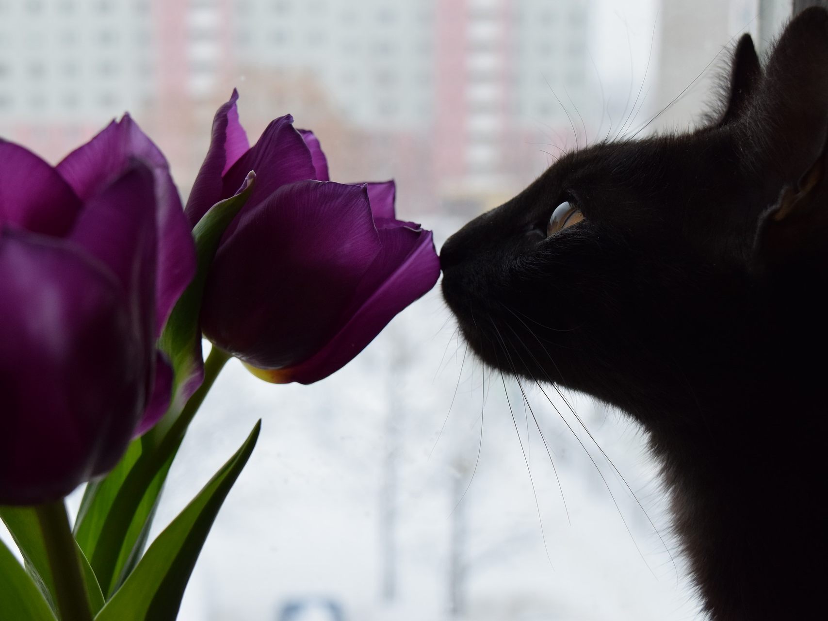 Tulpen sollten von Katzen und Hunden nicht angeknabbert werden. Tulpen sollten von Katzen und Hunden nicht angeknabbert werden.