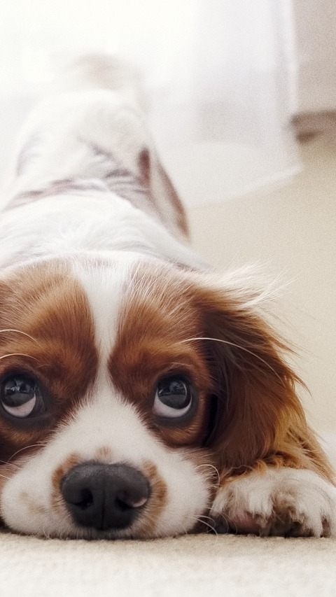 Norwegen verbietet zwei Qualzucht-Hunderassen