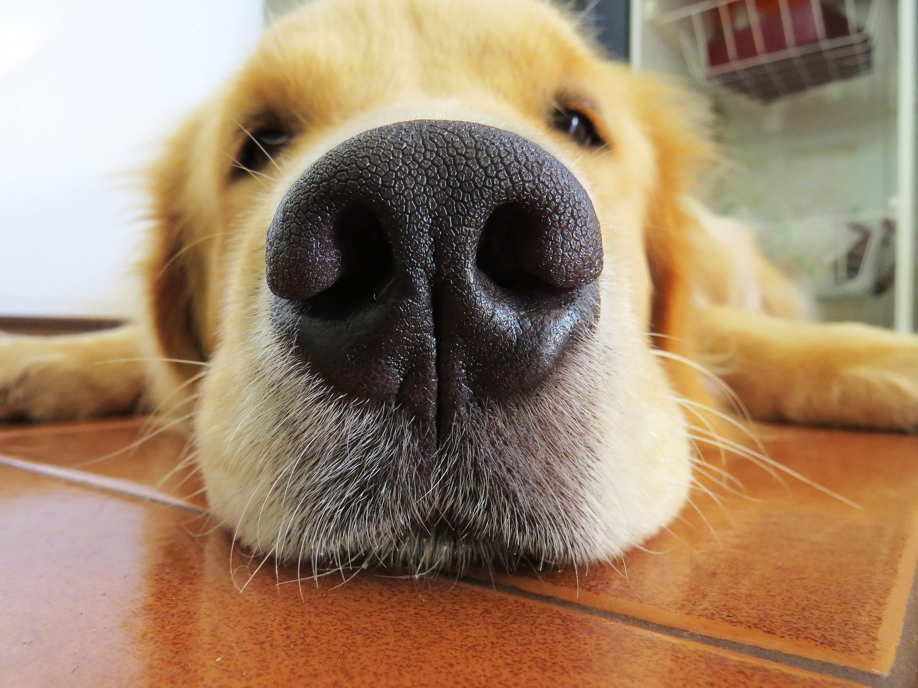 Der Hund der E-Scooter-Besitzerin hörte den Dieb vor der Wohnungstüre. Der Hund der E-Scooter-Besitzerin hörte den Dieb vor der Wohnungstüre.