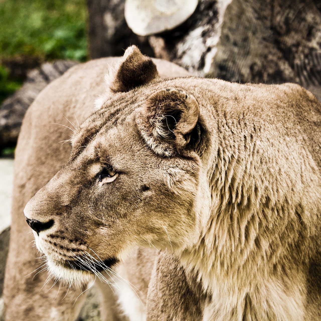 Der Tiergarten Schönbrunn trauert um Löwen-Weibchen Somali.