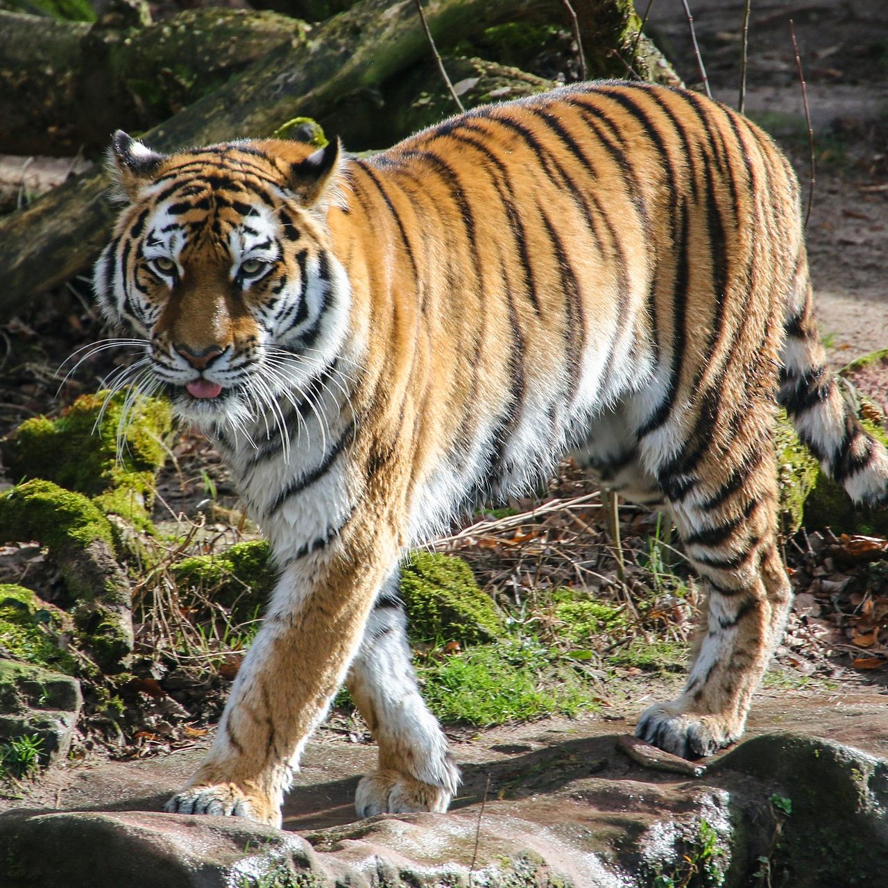 Standarduntersuchungen können nun durch einen Covid-Test ergänzt werden.