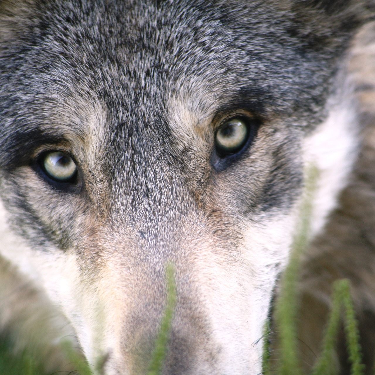 Wie viel Wolf noch im Hund steckt, haben Wiener Forscher gewissermaßen erhoben