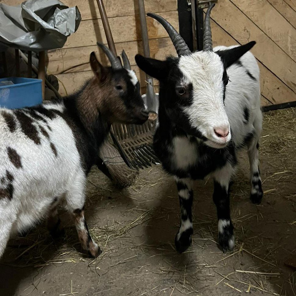 Vier Ziegen haben ein neues Zuhause im Tierschutzhaus Vösendorf gefunden