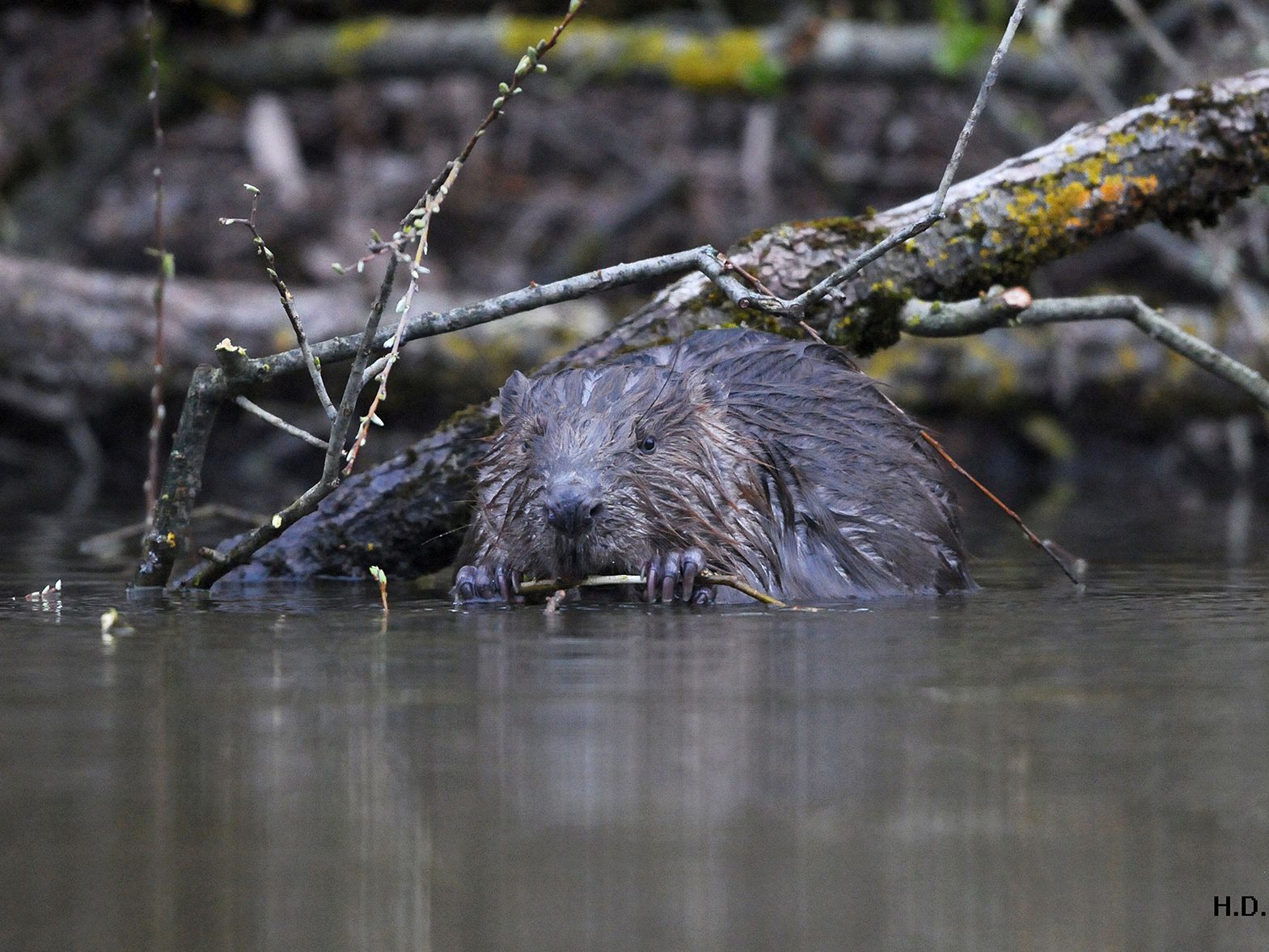 Biber an den Paspels-Seen
