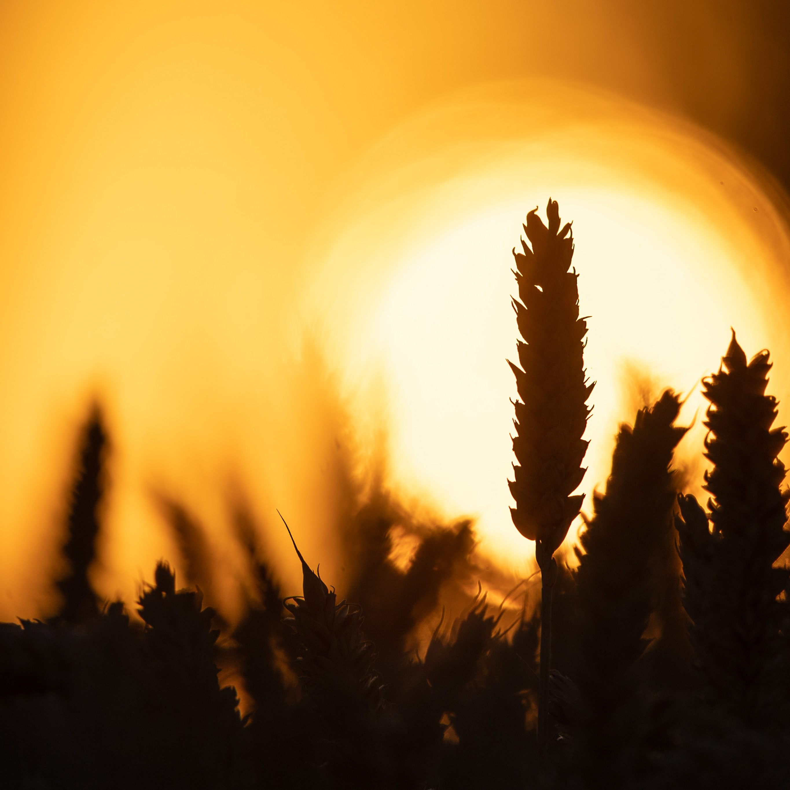 Ukraine exportiert Getreide nun mit Zügen.