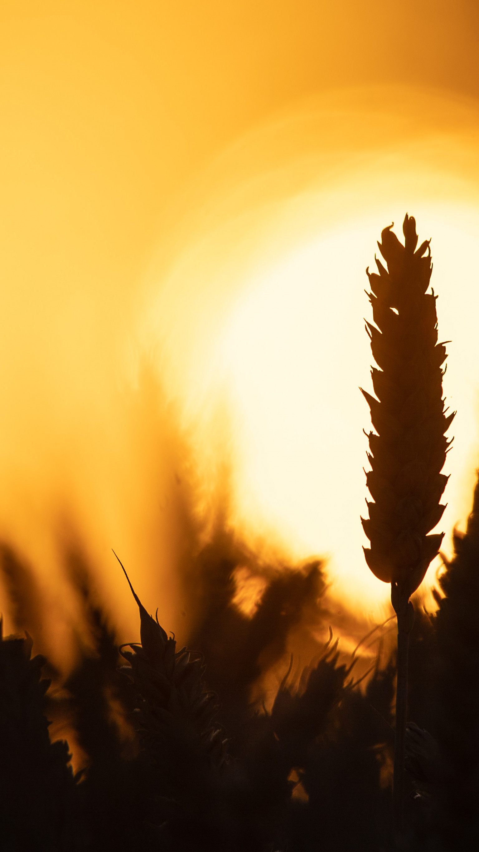 Ukraine exportiert Getreide nun mit Zügen.