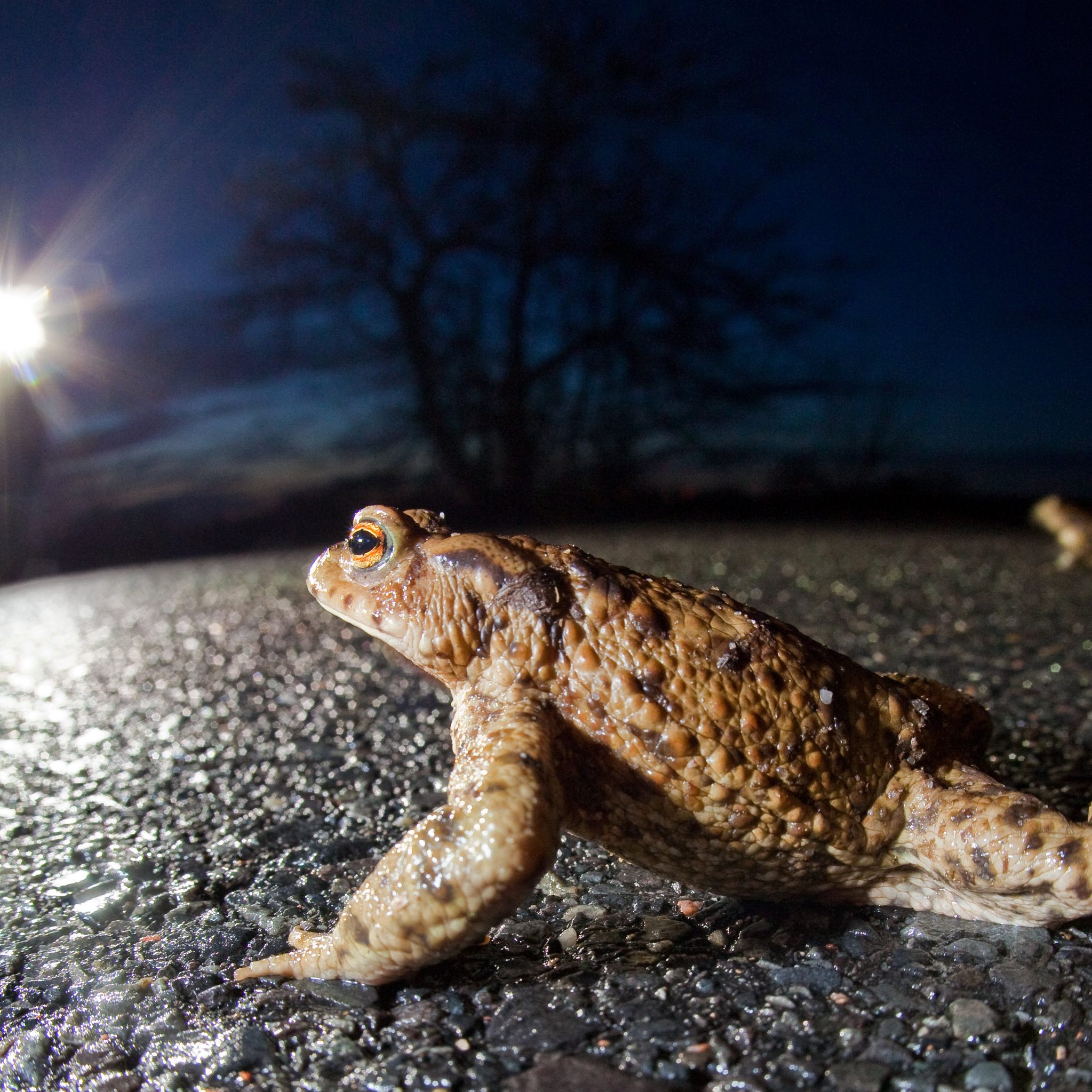 Achtung: "Quaxi" und seine Freunde sind auf Wiens Straßen im Anmarsch