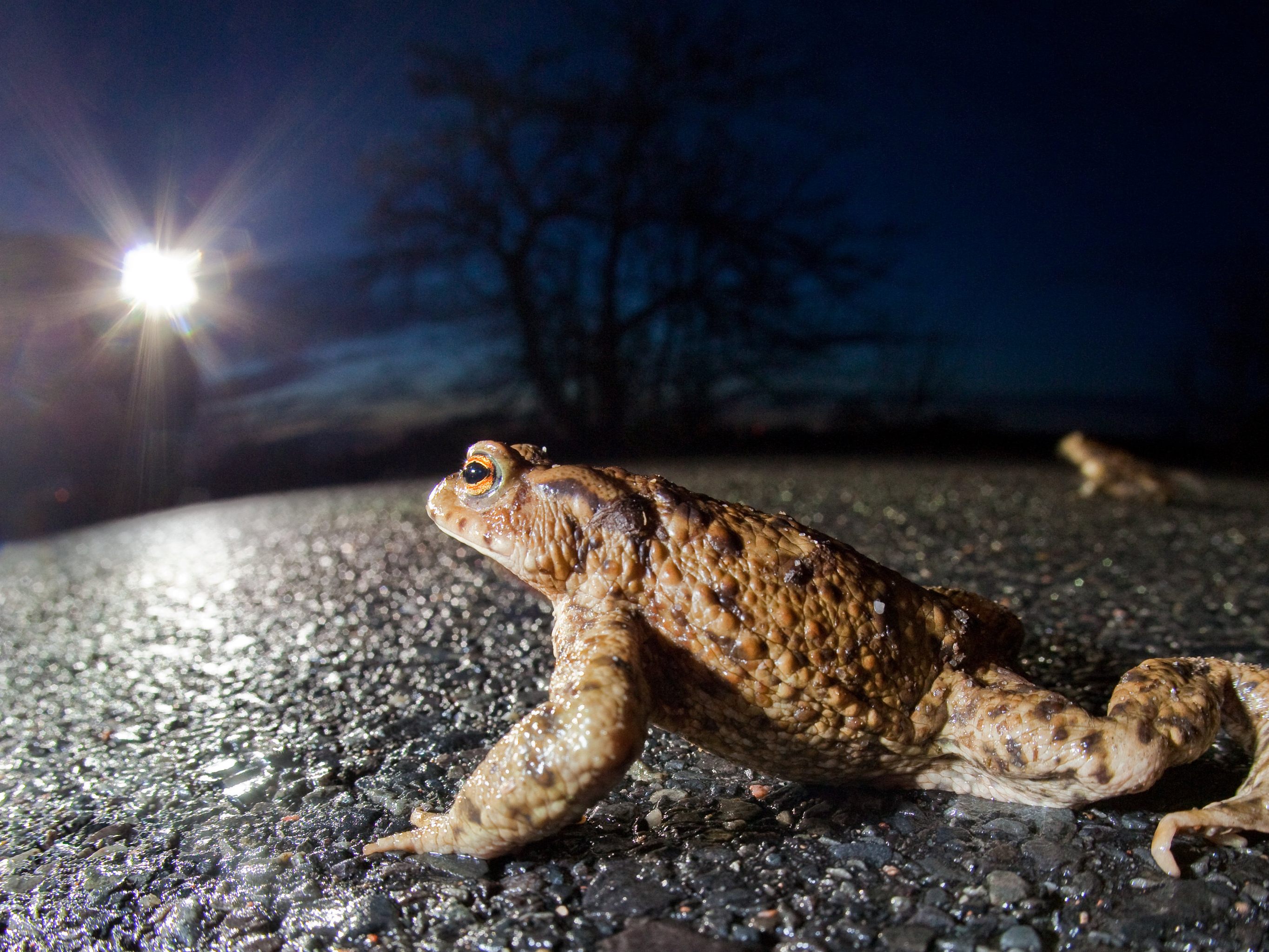 Achtung: "Quaxi" und seine Freunde sind auf Wiens Straßen im Anmarsch Achtung: "Quaxi" und seine Freunde sind auf Wiens Straßen im Anmarsch