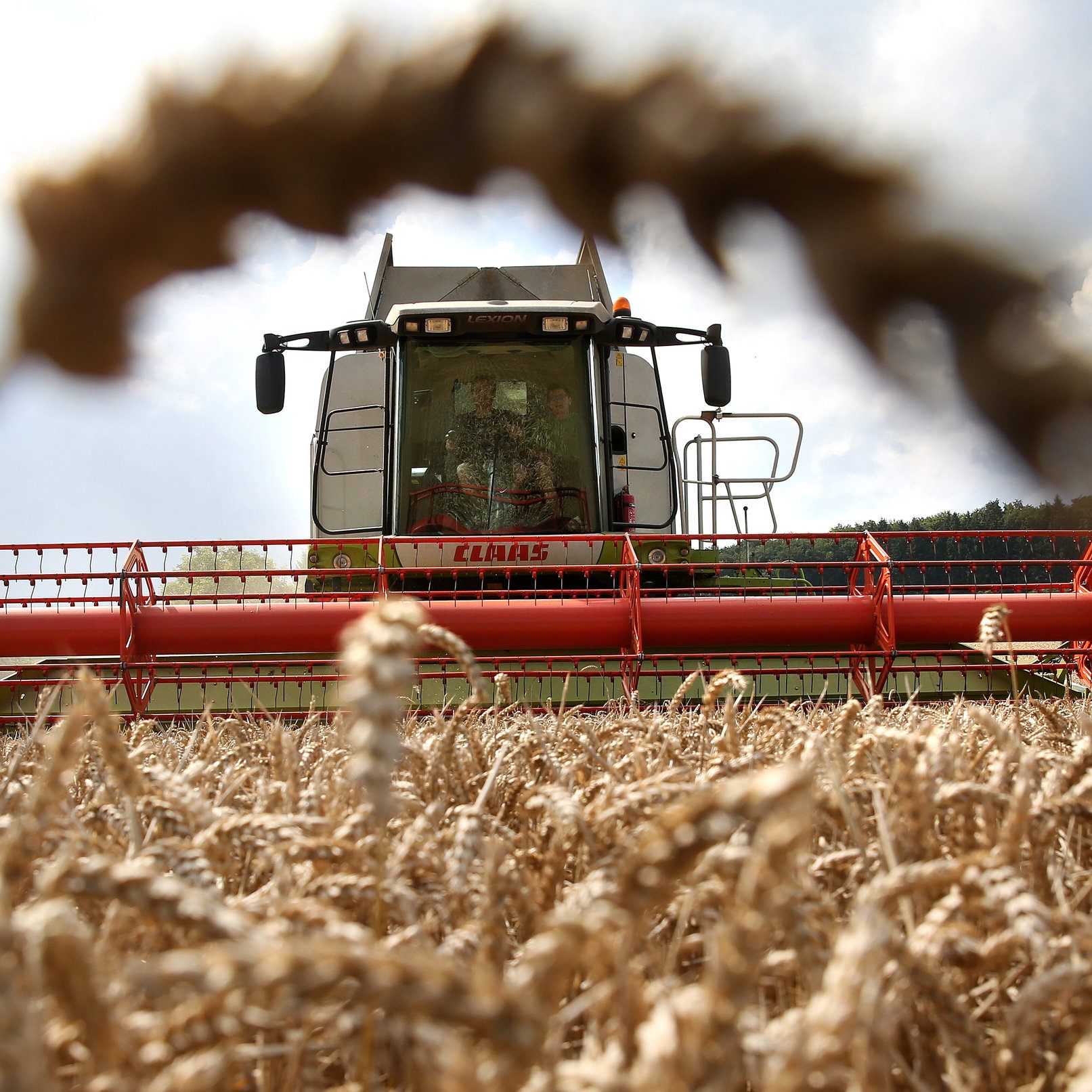 Getreide landet in Österreich meist im Trog oder im Tank.