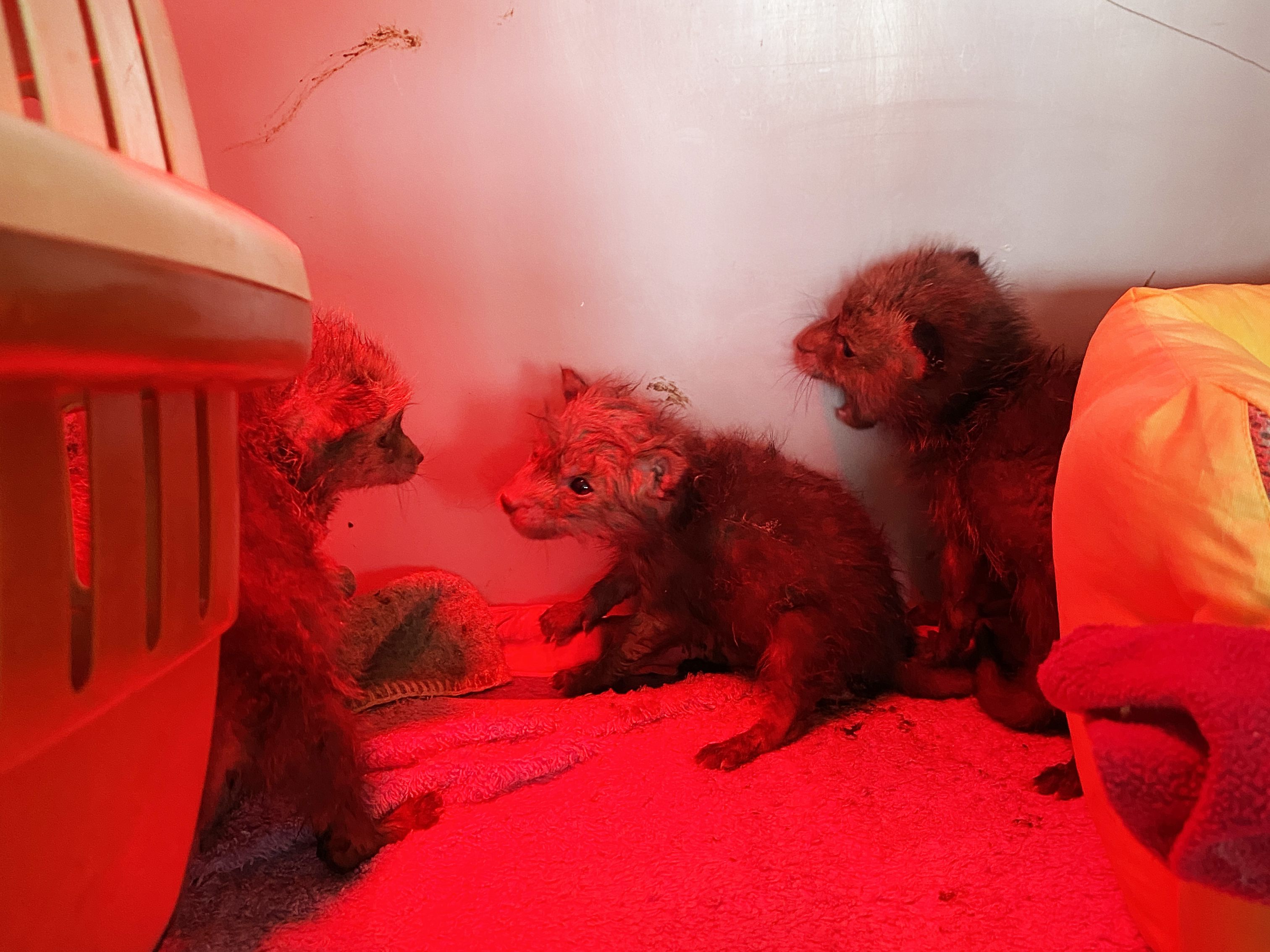 Zehn Fuchsbabys in Niederösterreich gerettet. Zehn Fuchsbabys in Niederösterreich gerettet.
