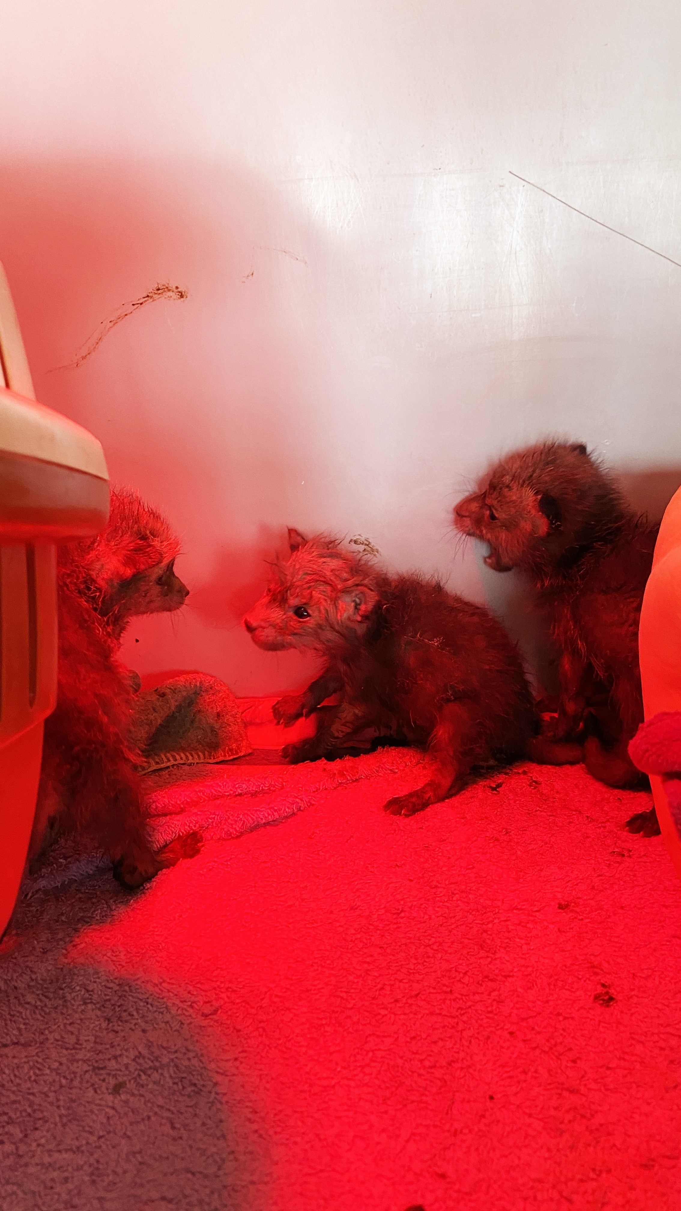 Zehn Fuchsbabys in Niederösterreich gerettet.