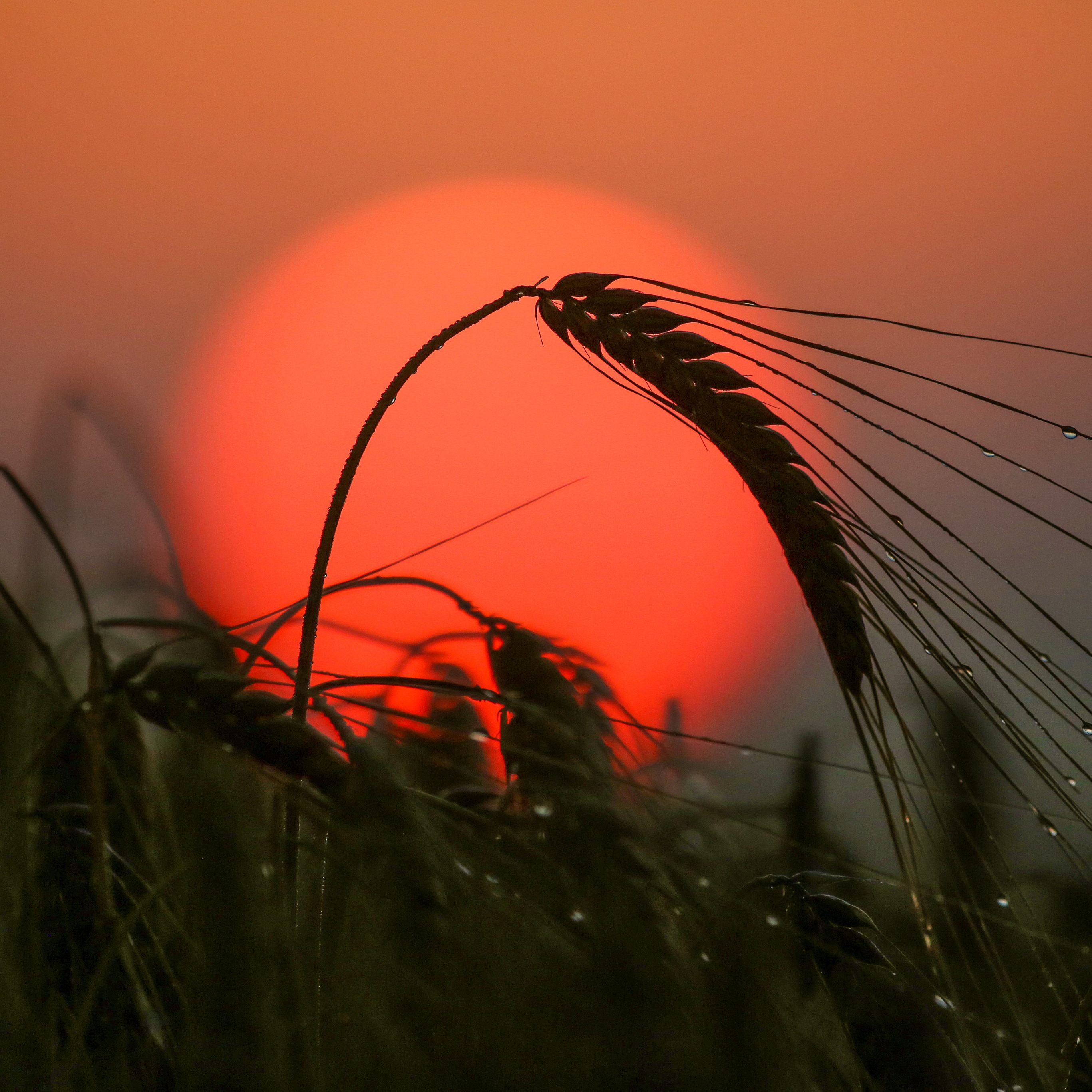 Wie geht es mit den Getreide-Exporten aus der Ukraine weiter?