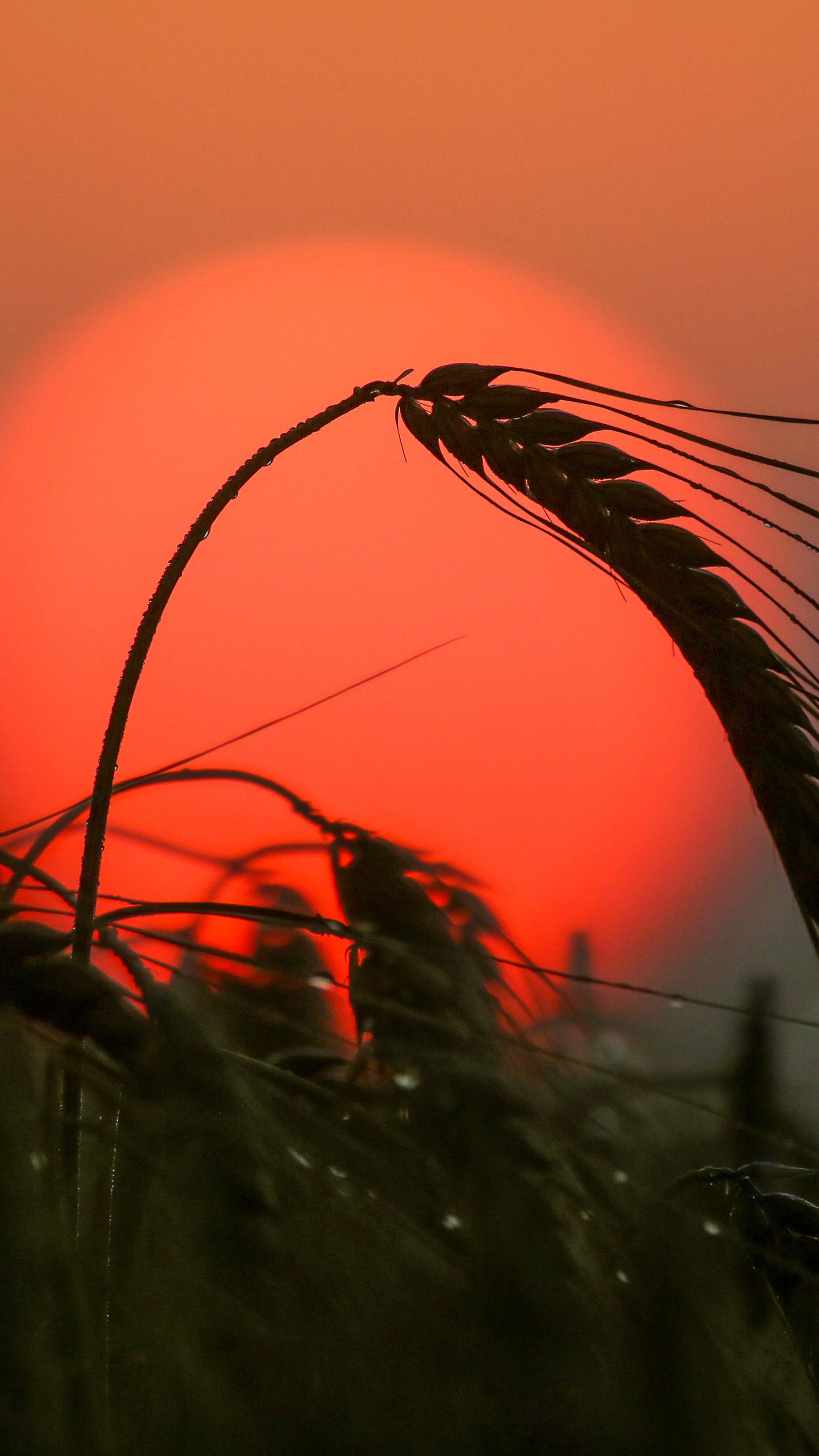 Wie geht es mit den Getreide-Exporten aus der Ukraine weiter?