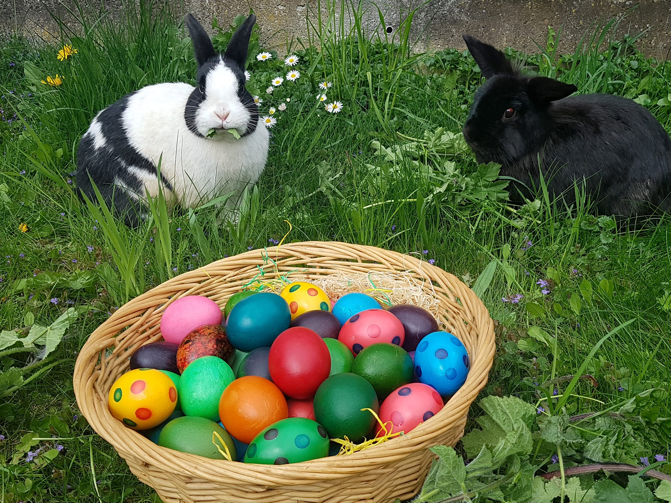 Ostereier kann man auch mit natürichen Mitteln färben.