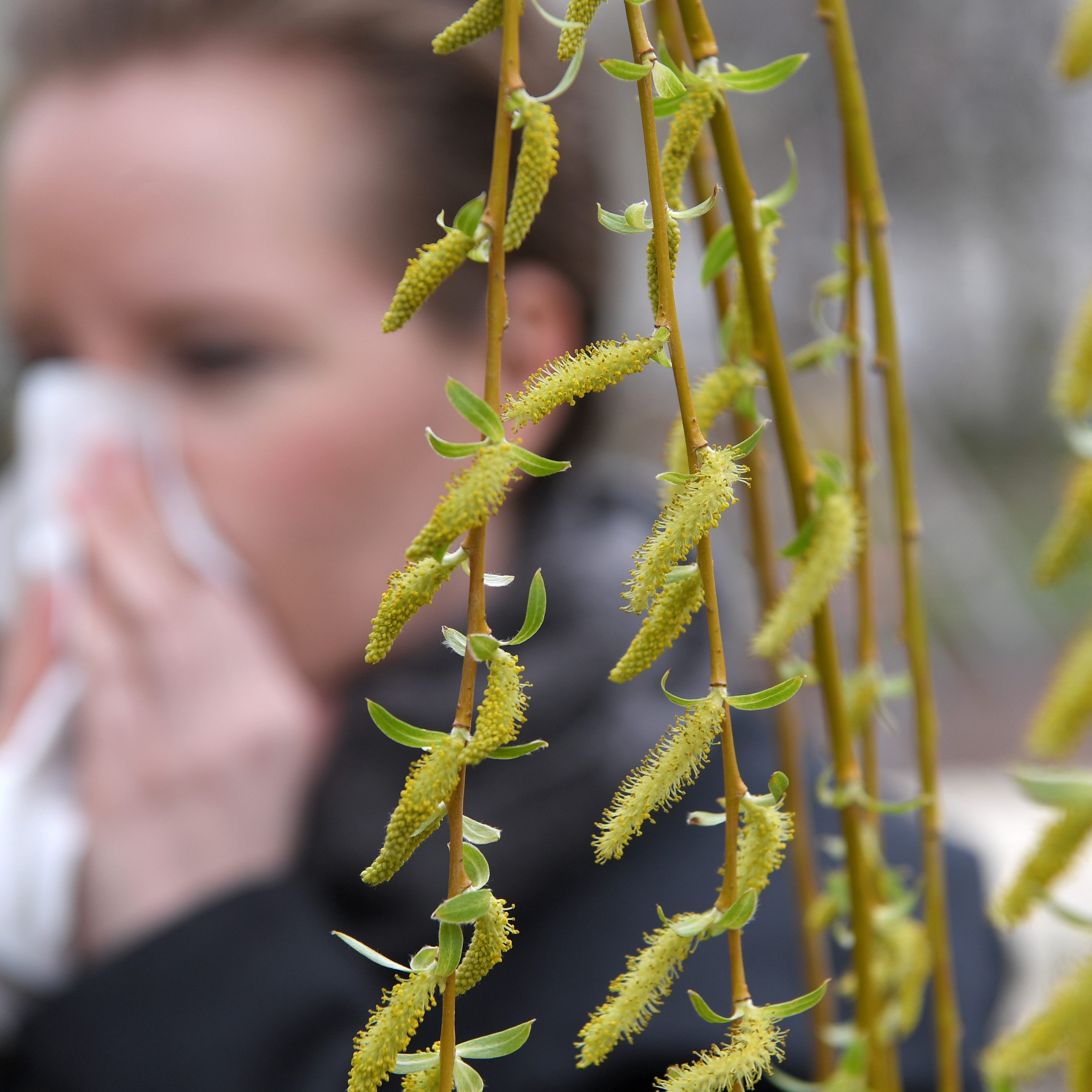 Pollensaison 2022 - früher Start und stärkere Belastung