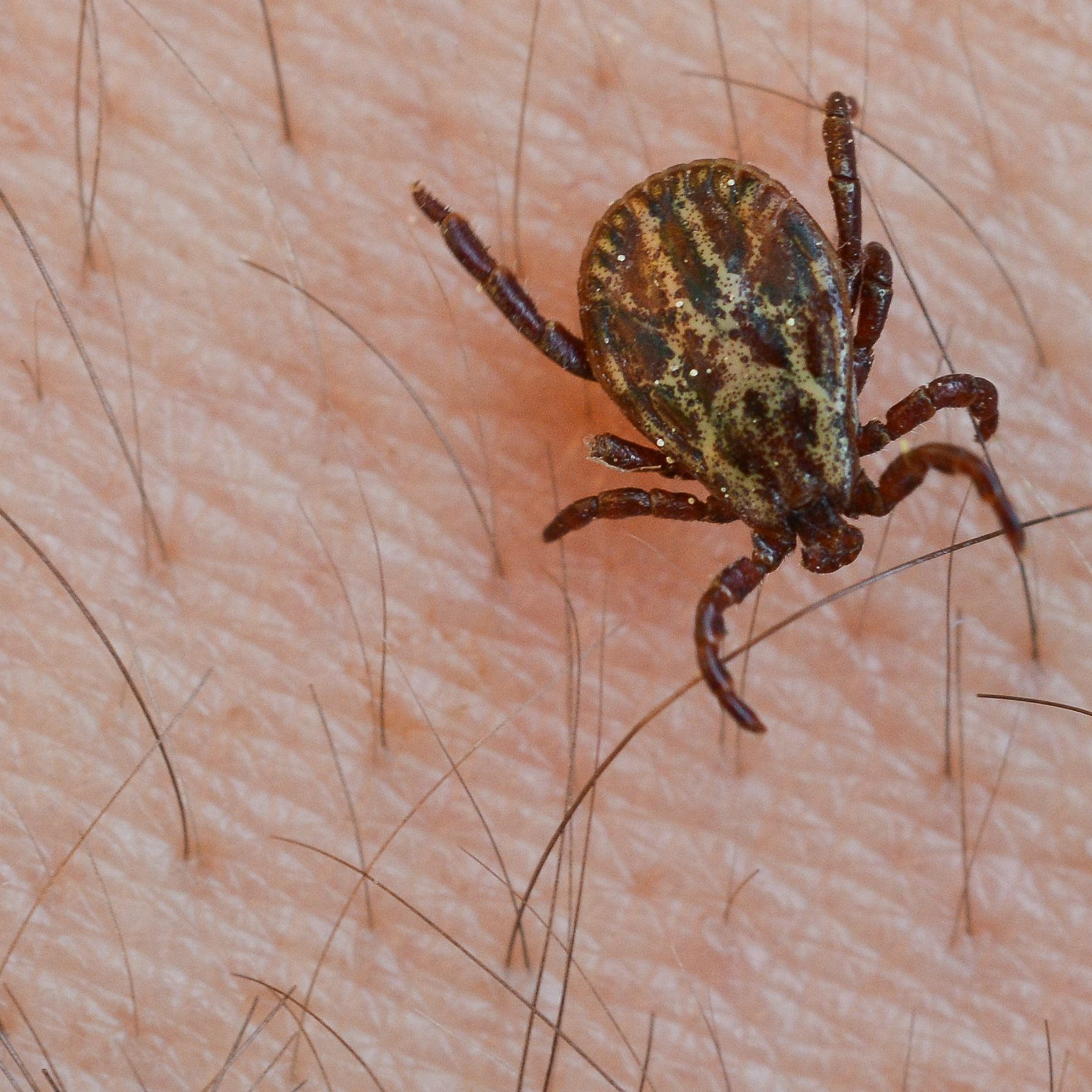 Experten raten zur Auffrischung der FSME-Impfung.