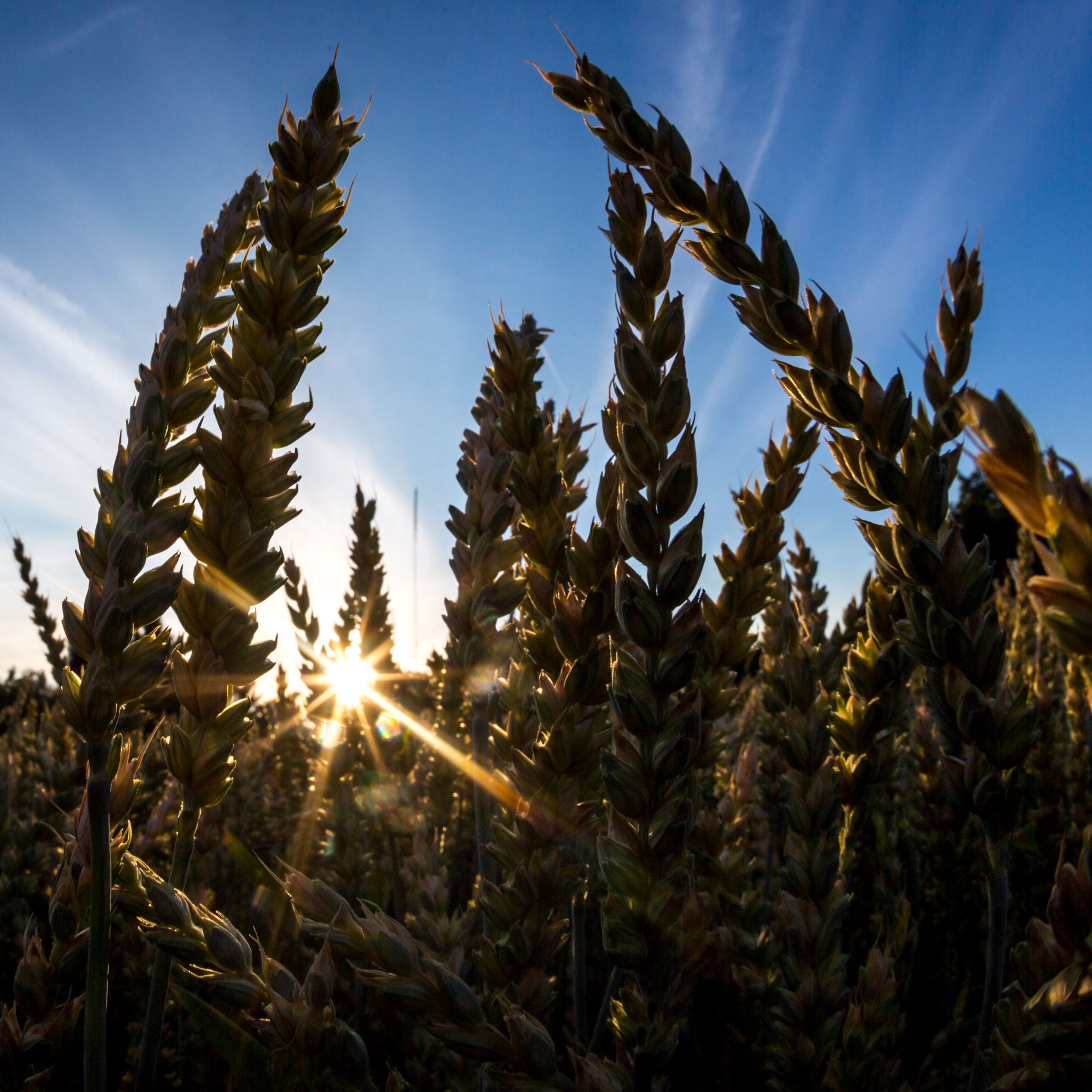 Fast ein Drittel der weltweiten Weizenexporte stammte vor dem Krieg aus Russland und der Ukraine.