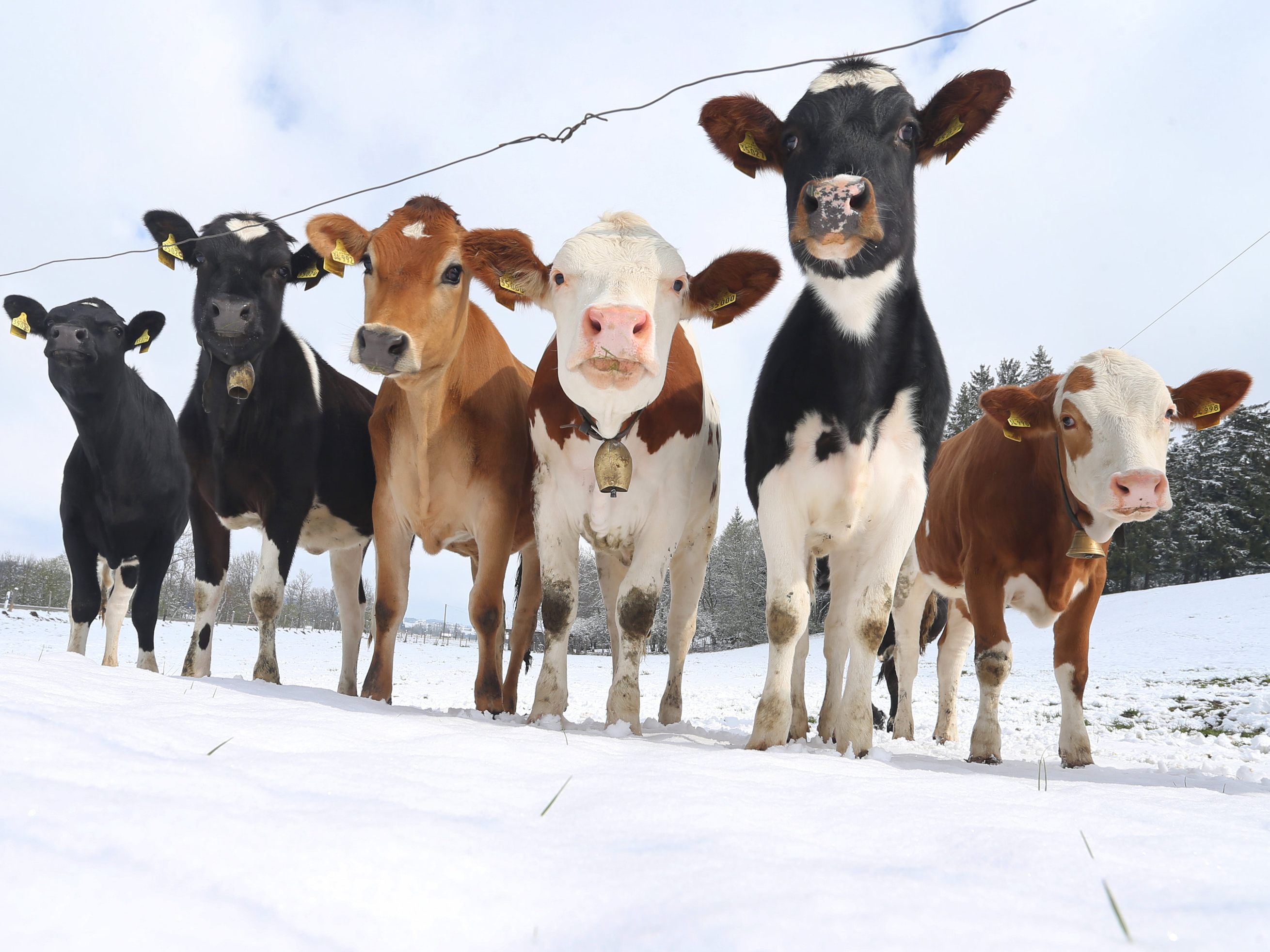 Der Winter feiert am Wochenende ein Comeback. Der Winter feiert am Wochenende ein Comeback.