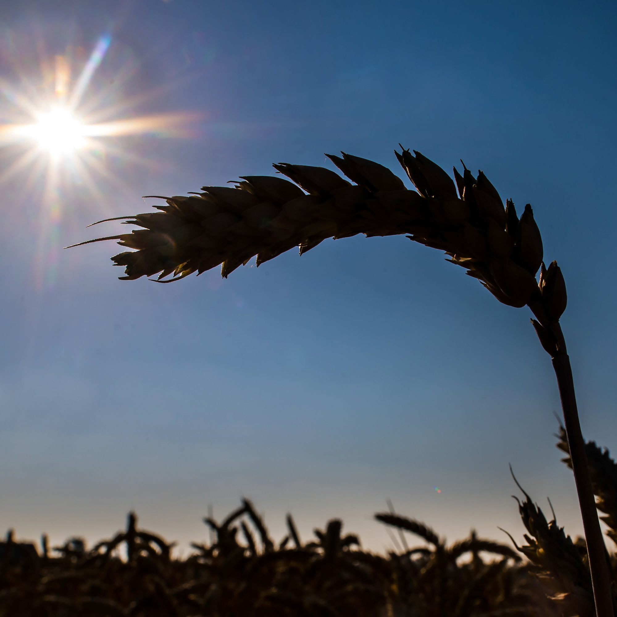 Wie geht es mit den Weizen-Reserven der großen Exporteure weiter?