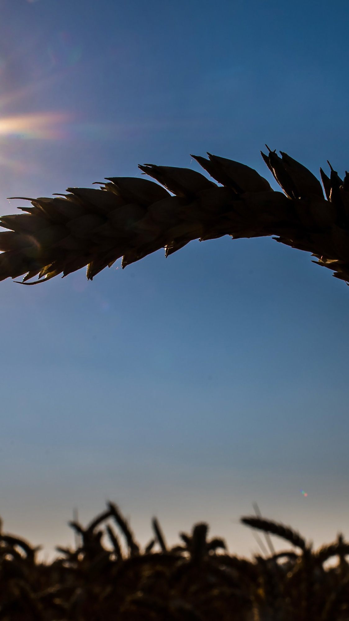 Weizenpreise wegen Ukraine-Krieg gestiegen.