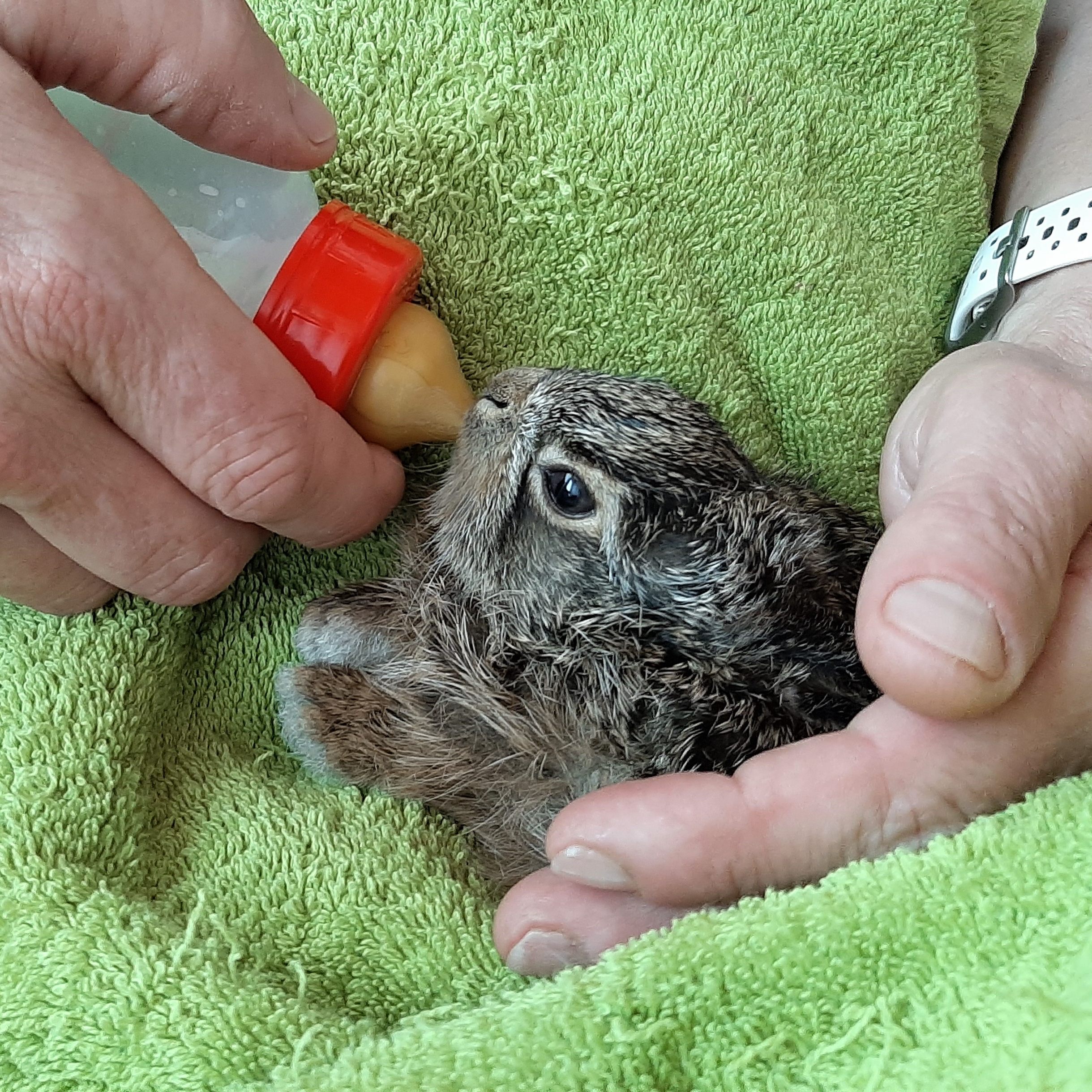 Die Jungtiere wurden von Spaziergängern gerettet.