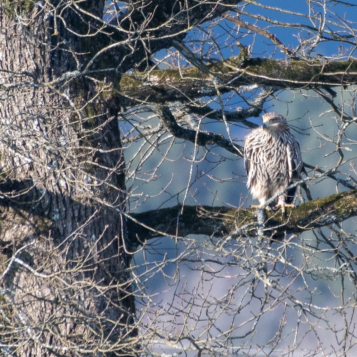 Im Großherzogtum Luxemburg ist erstmals ein Kaiseradler nachgewiesen worden: das ist Artemisia