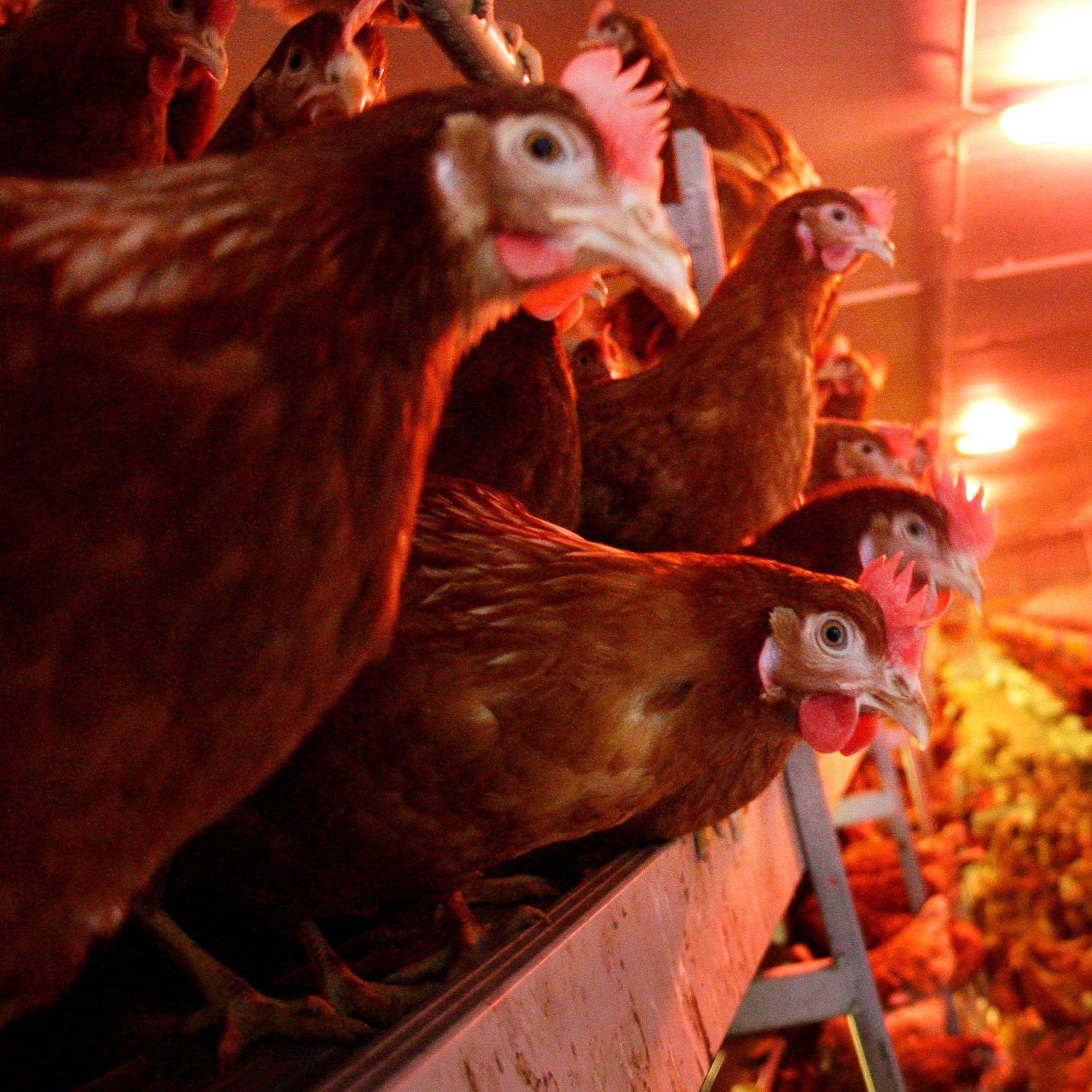 Laut Studien leiden fast alle Legehennen unter einem gebrochenen Brustbein.