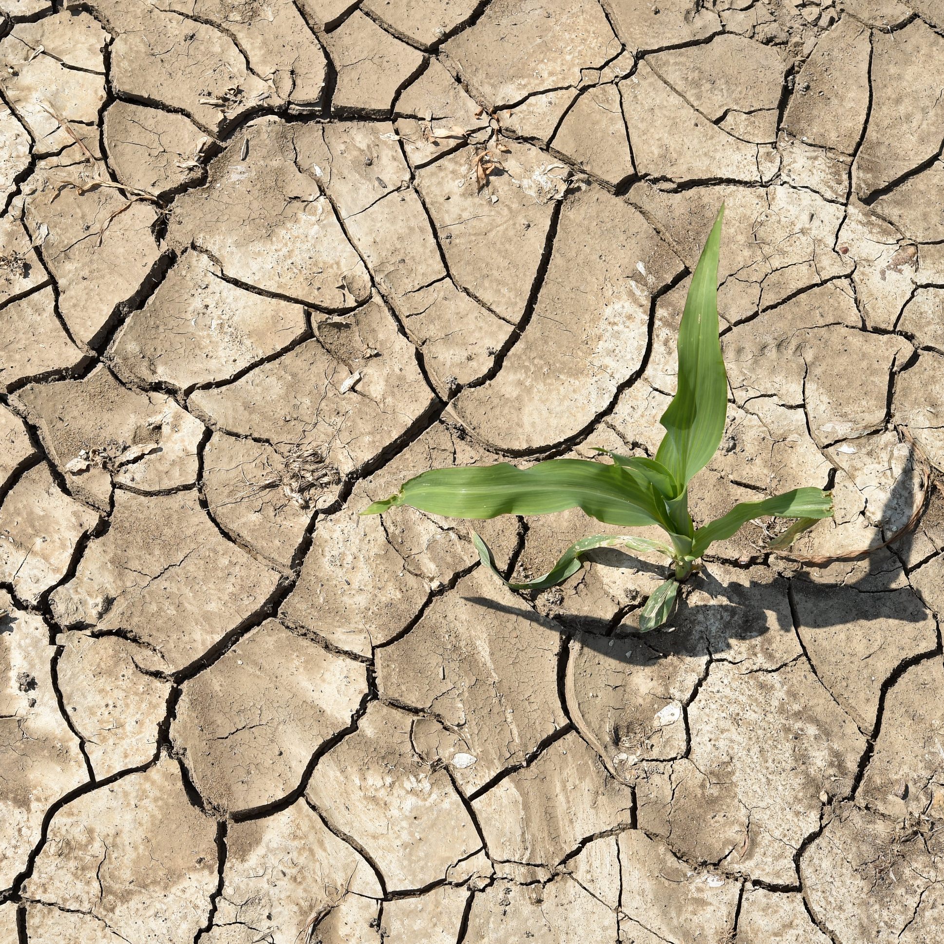 Die Trockenheit im März setzt der Pflanzenwelt in Österreich zu.