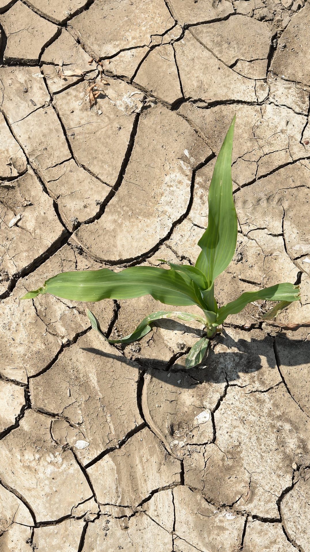Die Trockenheit im März setzt der Pflanzenwelt in Österreich zu.