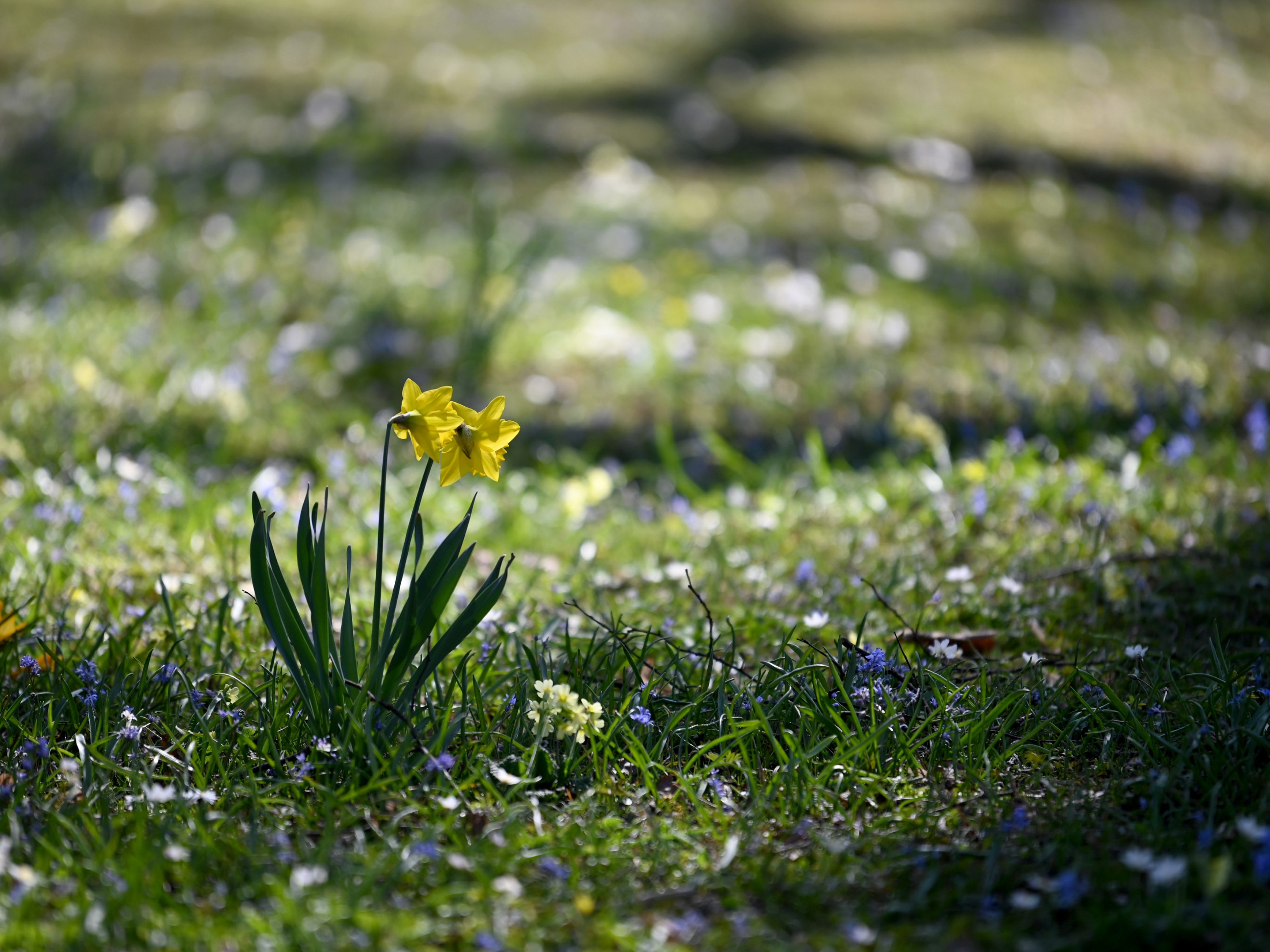 Diese zwei Sternzeichen lieben den Frühling. Diese zwei Sternzeichen lieben den Frühling.