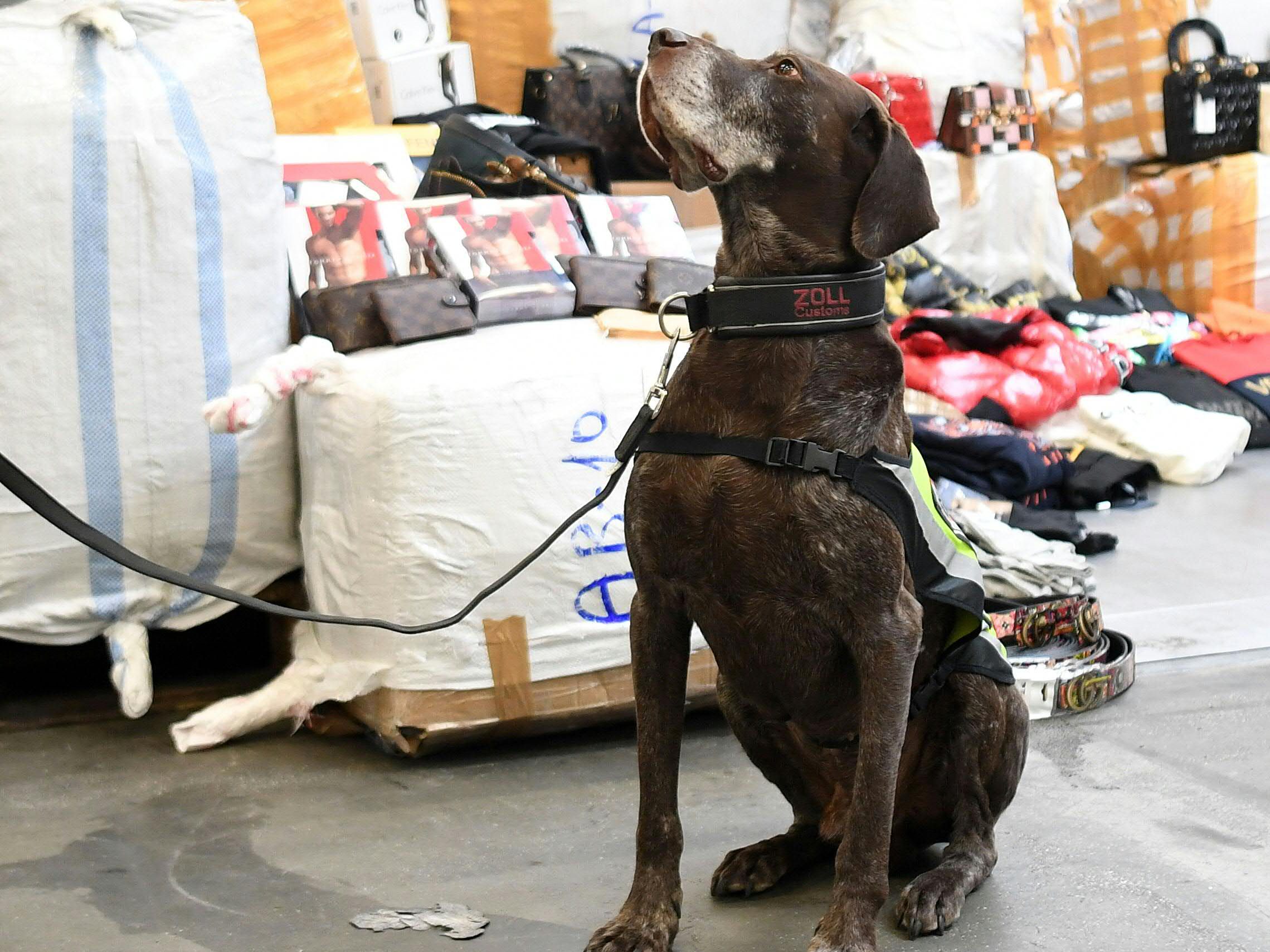 Nicht nur dieser Spürhund des Zolls hat am Flughafen Wien-Schwechat ganze Arbeit geleistet, wenn es um das Sicherstellen gefälschter Ware ging Nicht nur dieser Spürhund des Zolls hat am Flughafen Wien-Schwechat ganze Arbeit geleistet, wenn es um das Sicherstellen gefälschter Ware ging