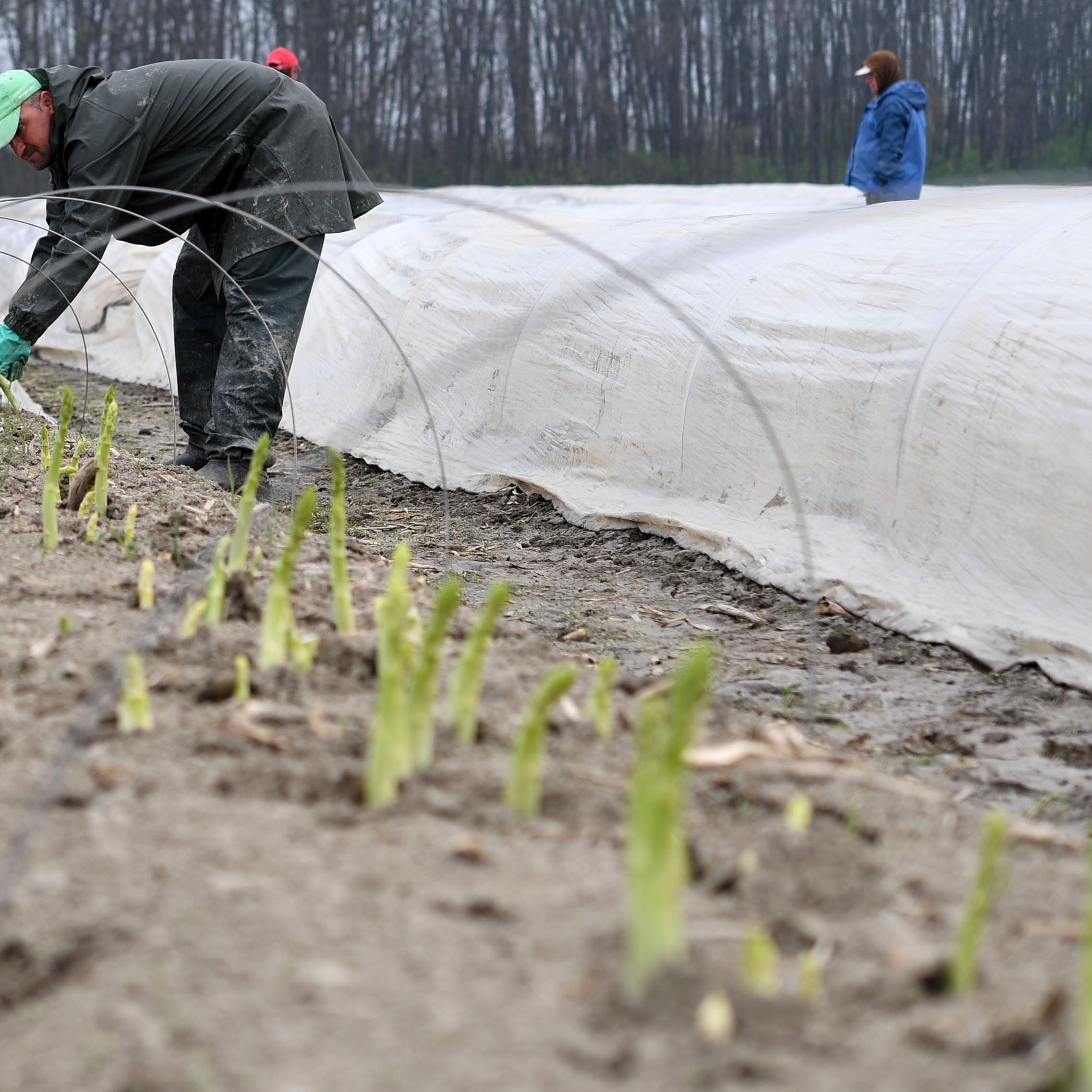 Ukraine-Krieg: Oberösterreich bangt um 1.950 Erntehelfer.