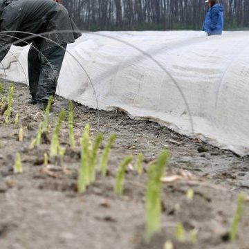 In dieser Saison werden keine Erntehelfer aus der Ukraine nach Österreich kommen.